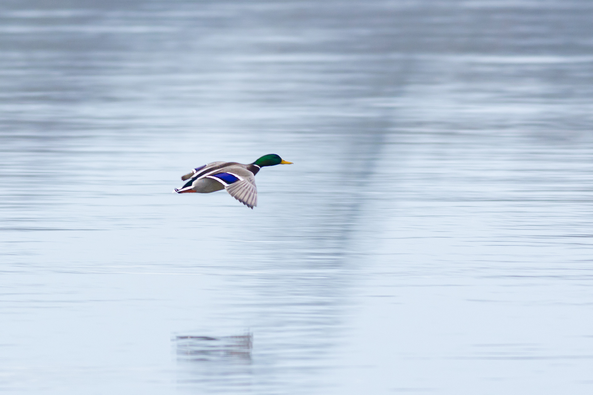 Krzyżówka, Mallard