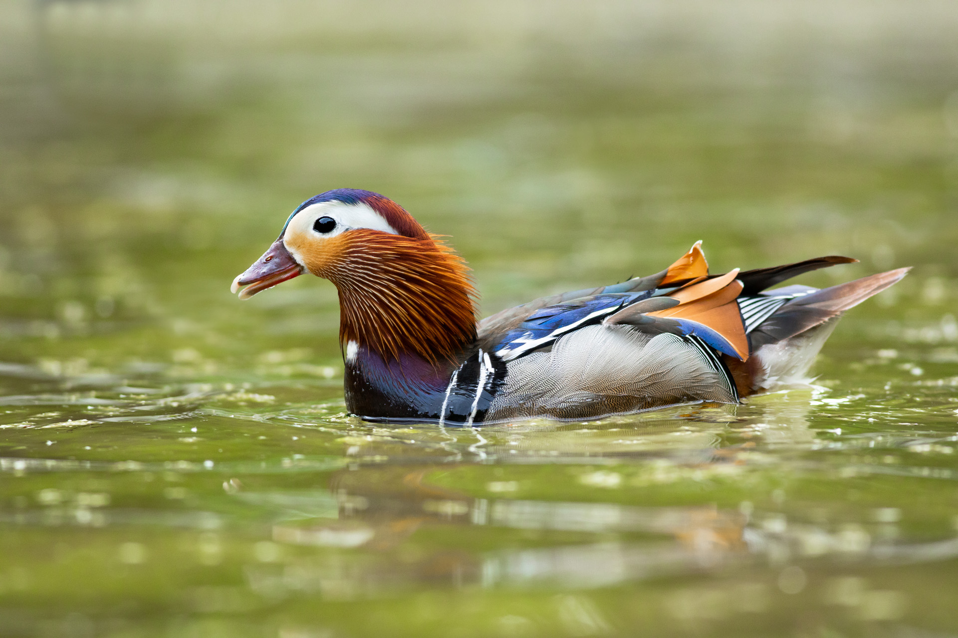 Mandarynka, Mandarin duck