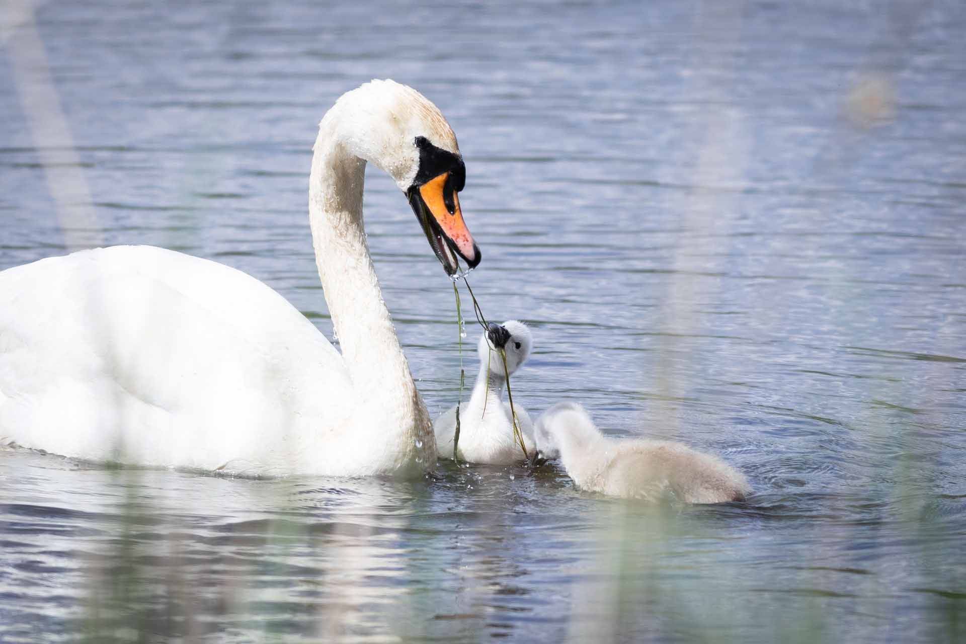 Mute swan