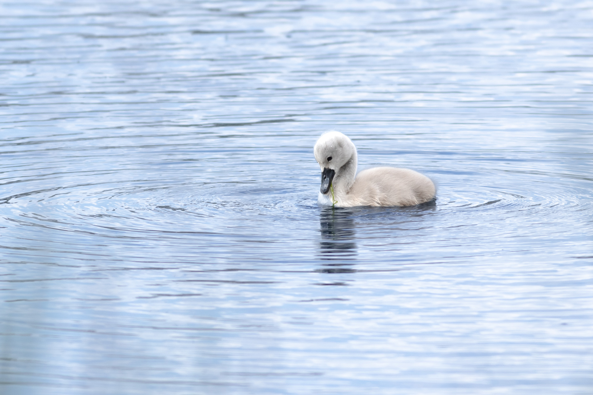 Mute swan