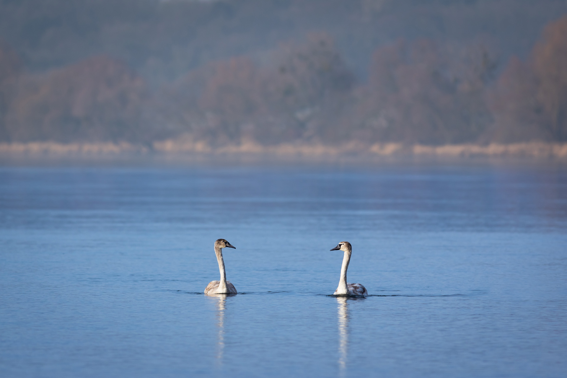 Łabędź niemy, Mute swan