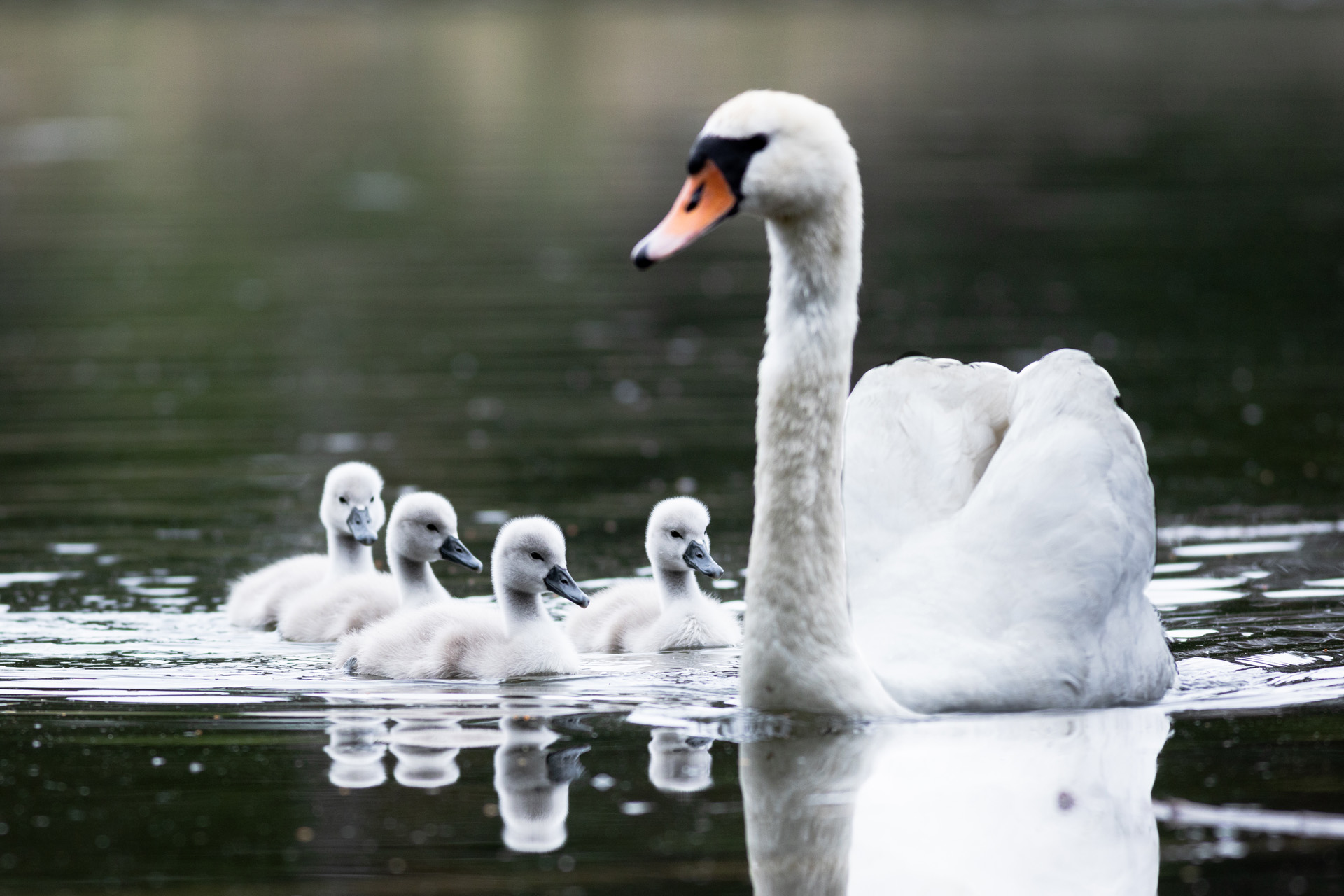 Łabędź niemy, Mute swan