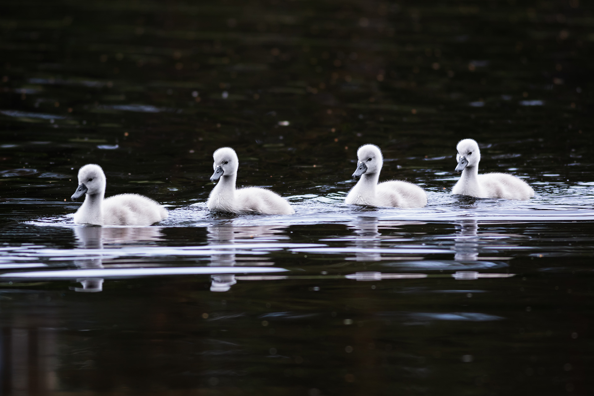 Łabędź niemy, Mute swan