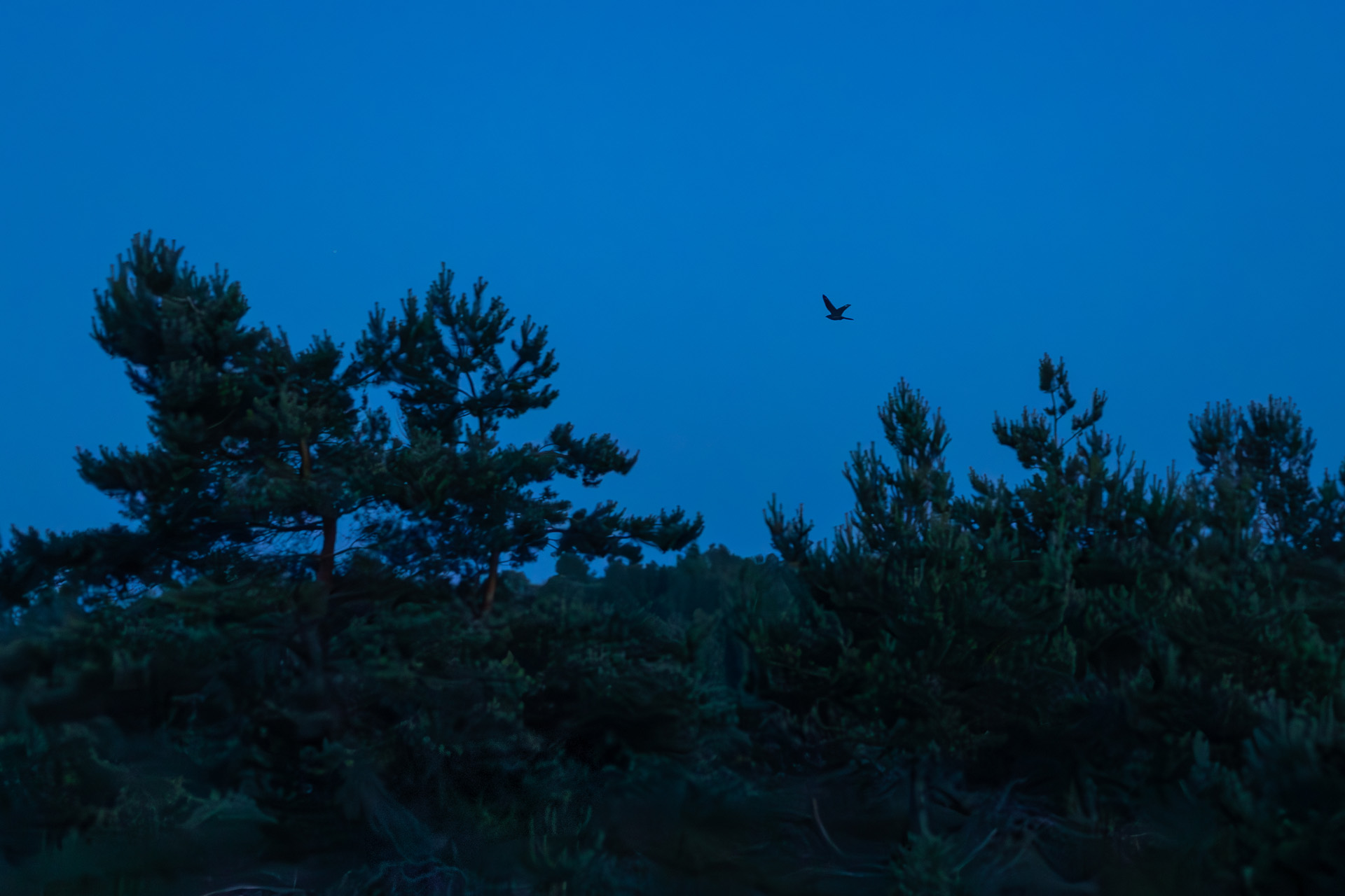Lelek, Nightjar