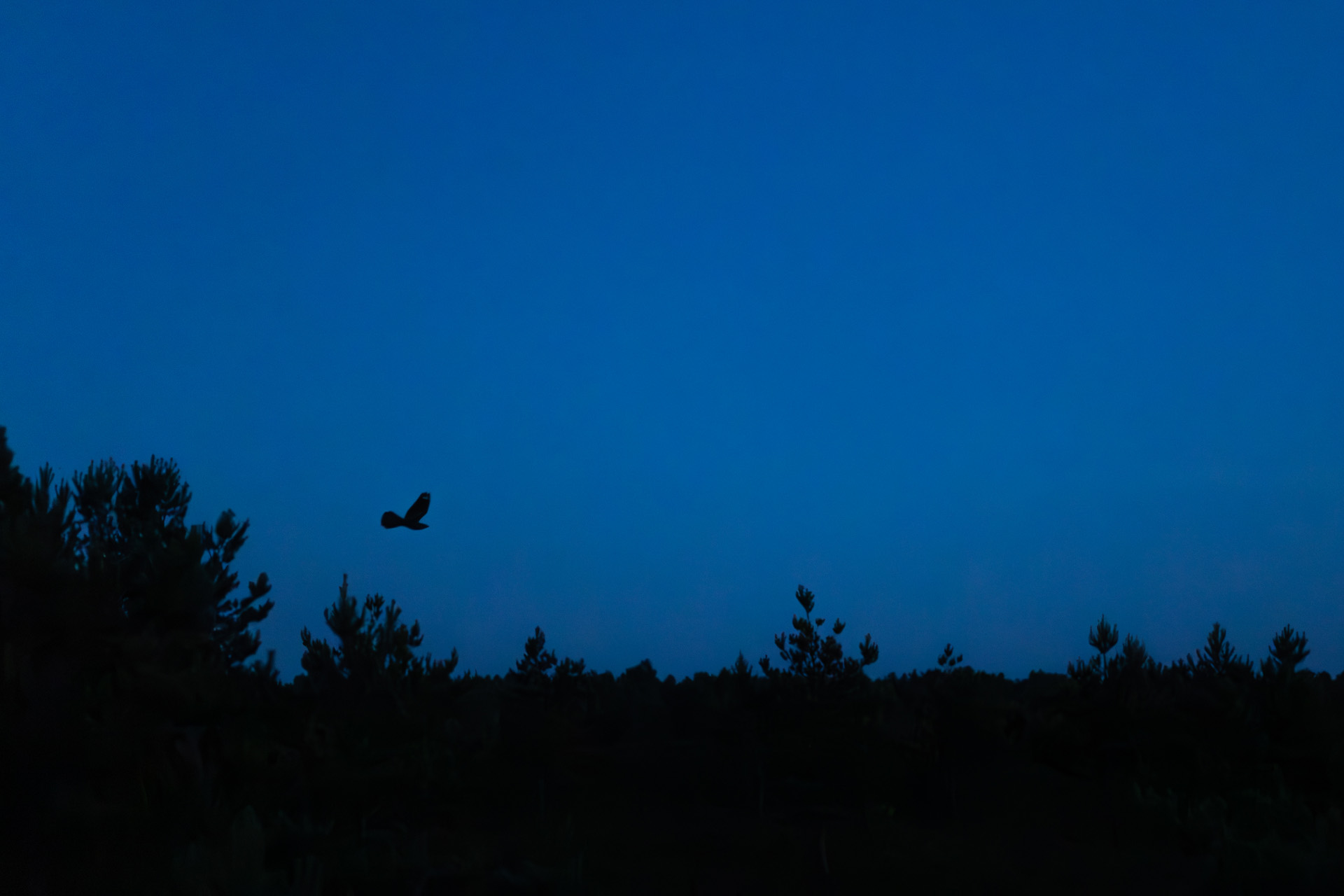Lelek, Nightjar