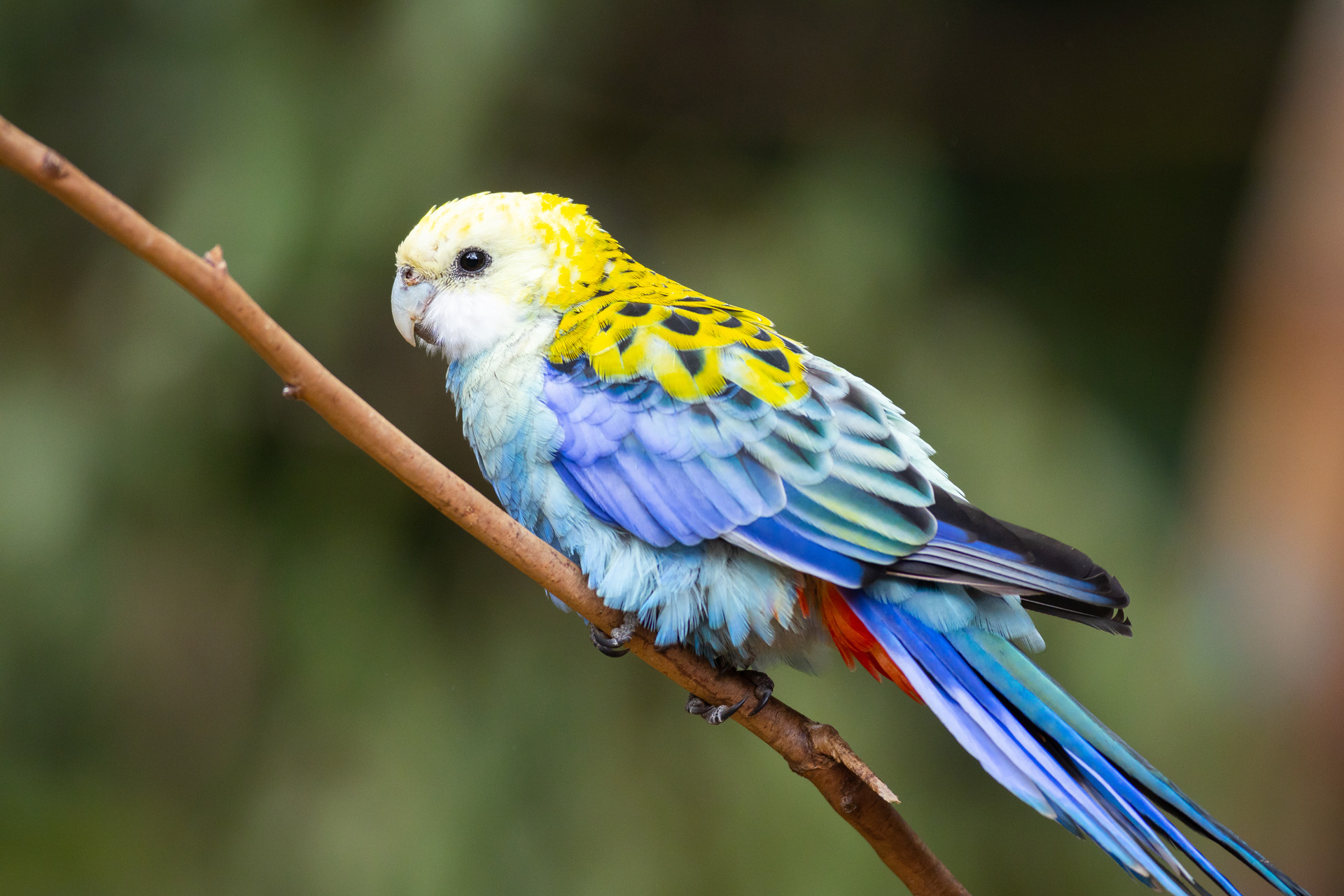 Pale-headed rosella