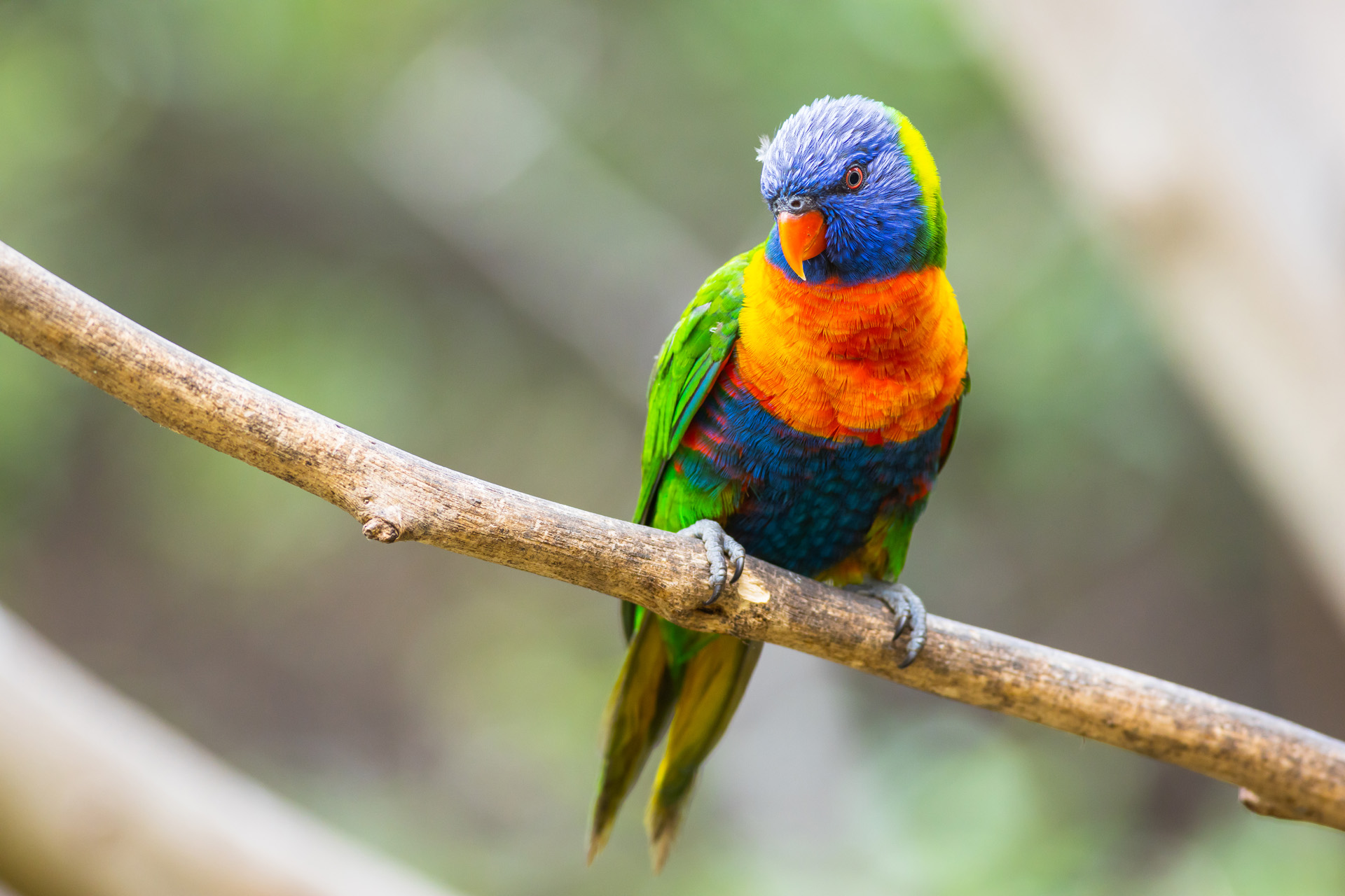 Rainbow lorikeet