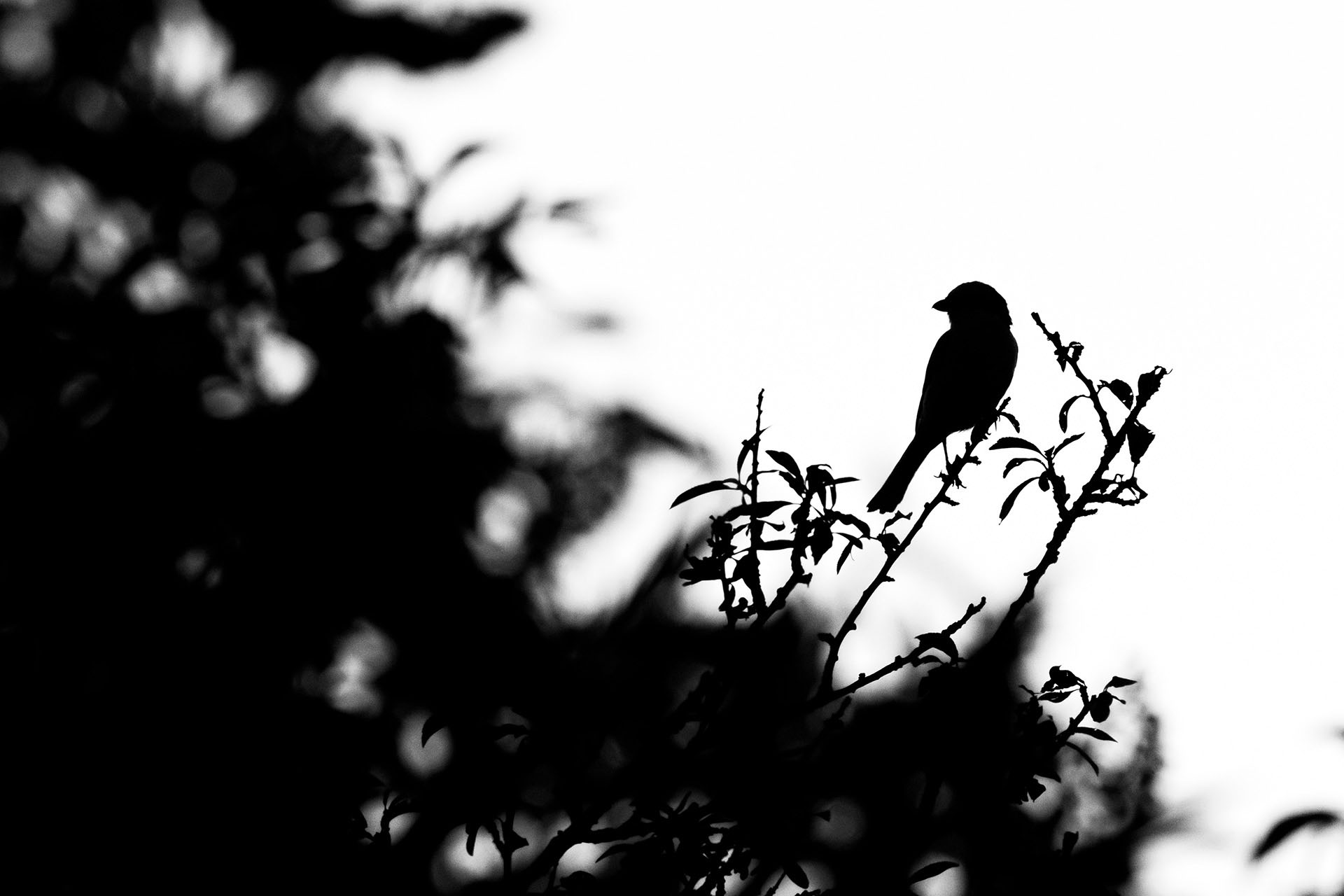 Red backed shrike