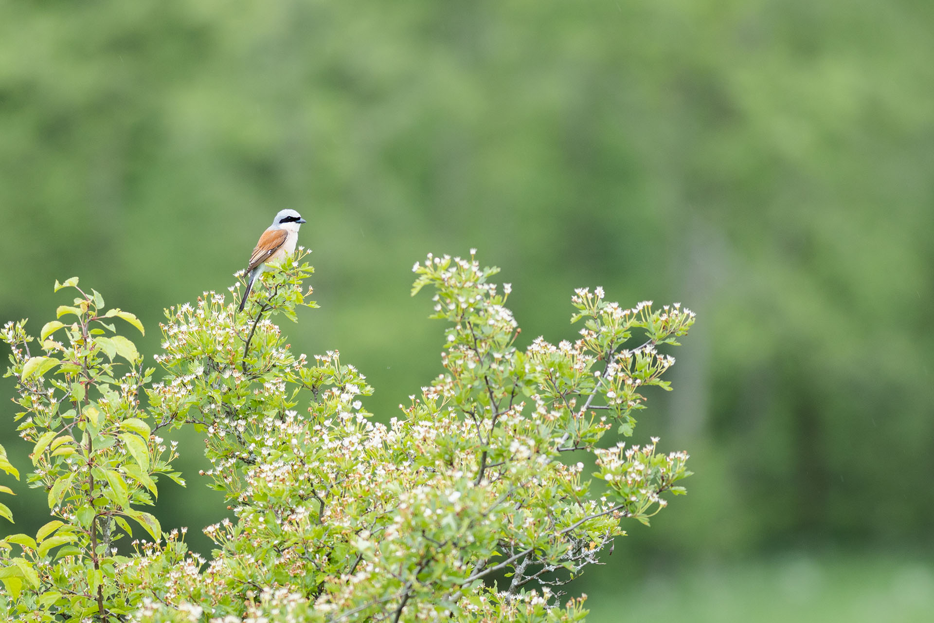 Gąsiorek, Red-backed shrike