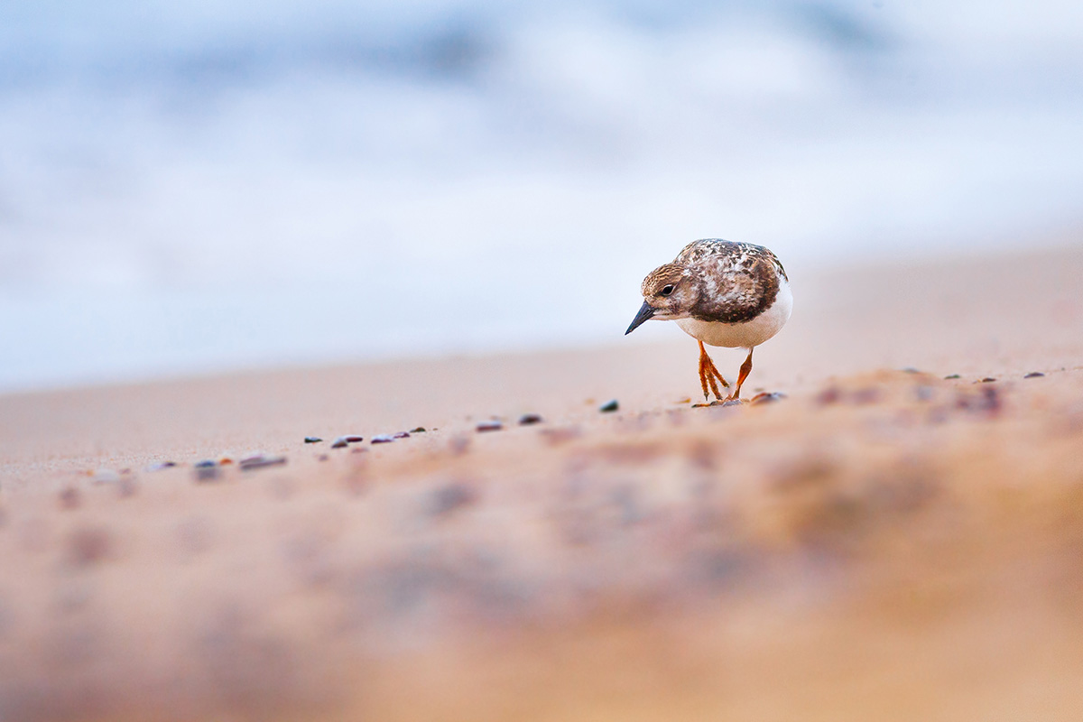 Ruddy turnstone