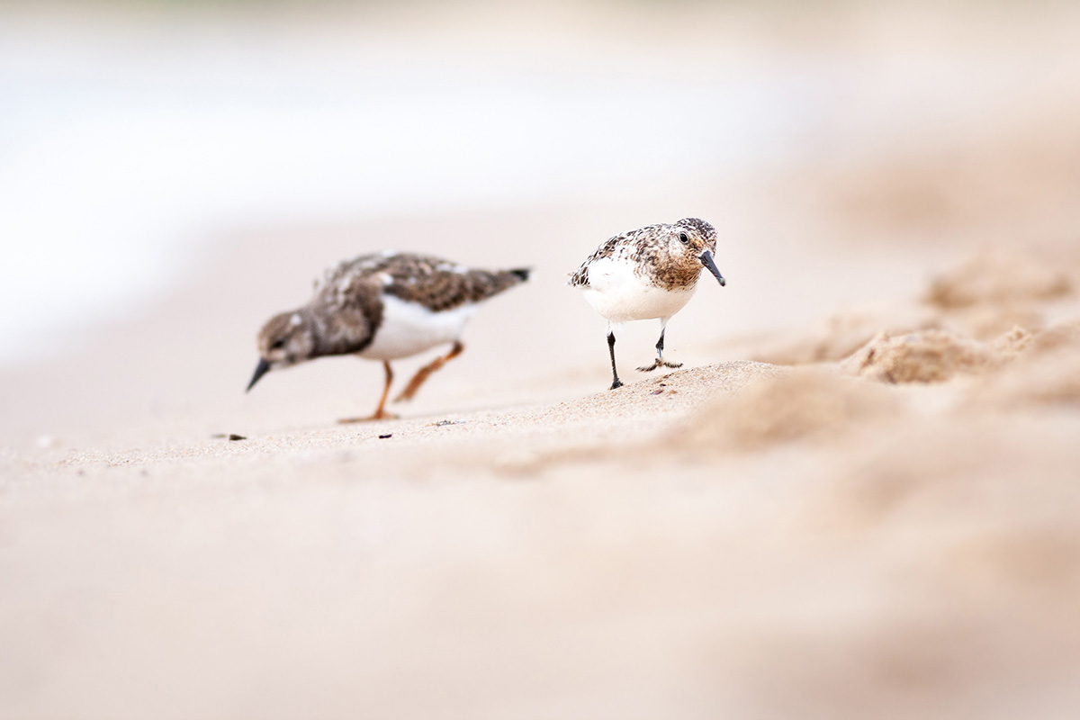 Sanderling