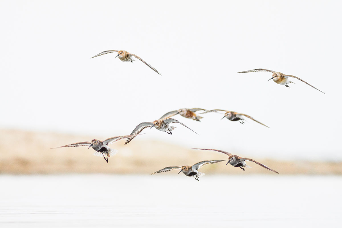 Shorebirds