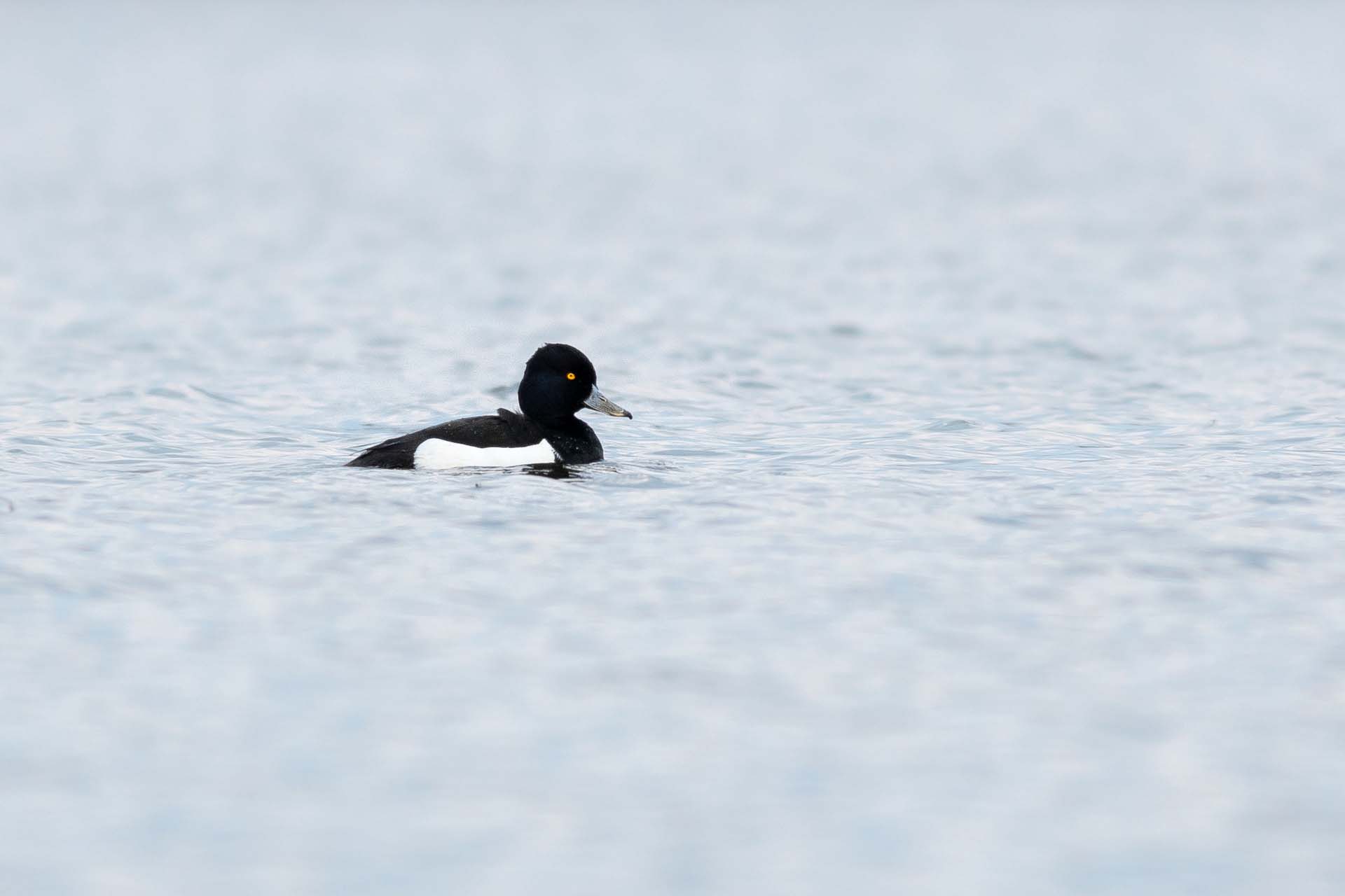 Tufted duck