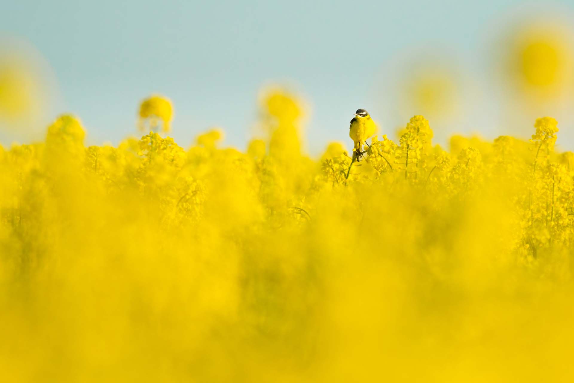 Western yellow wagtail