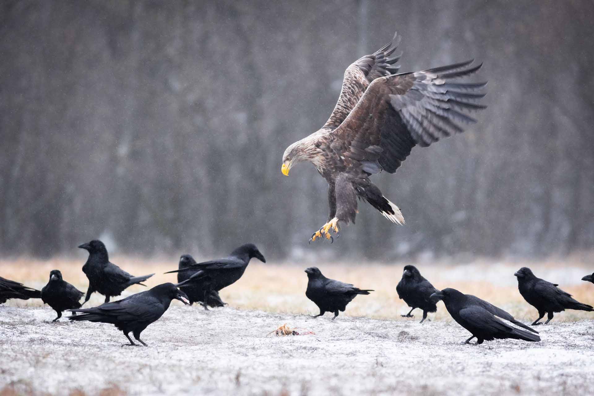 White-tailed eagle