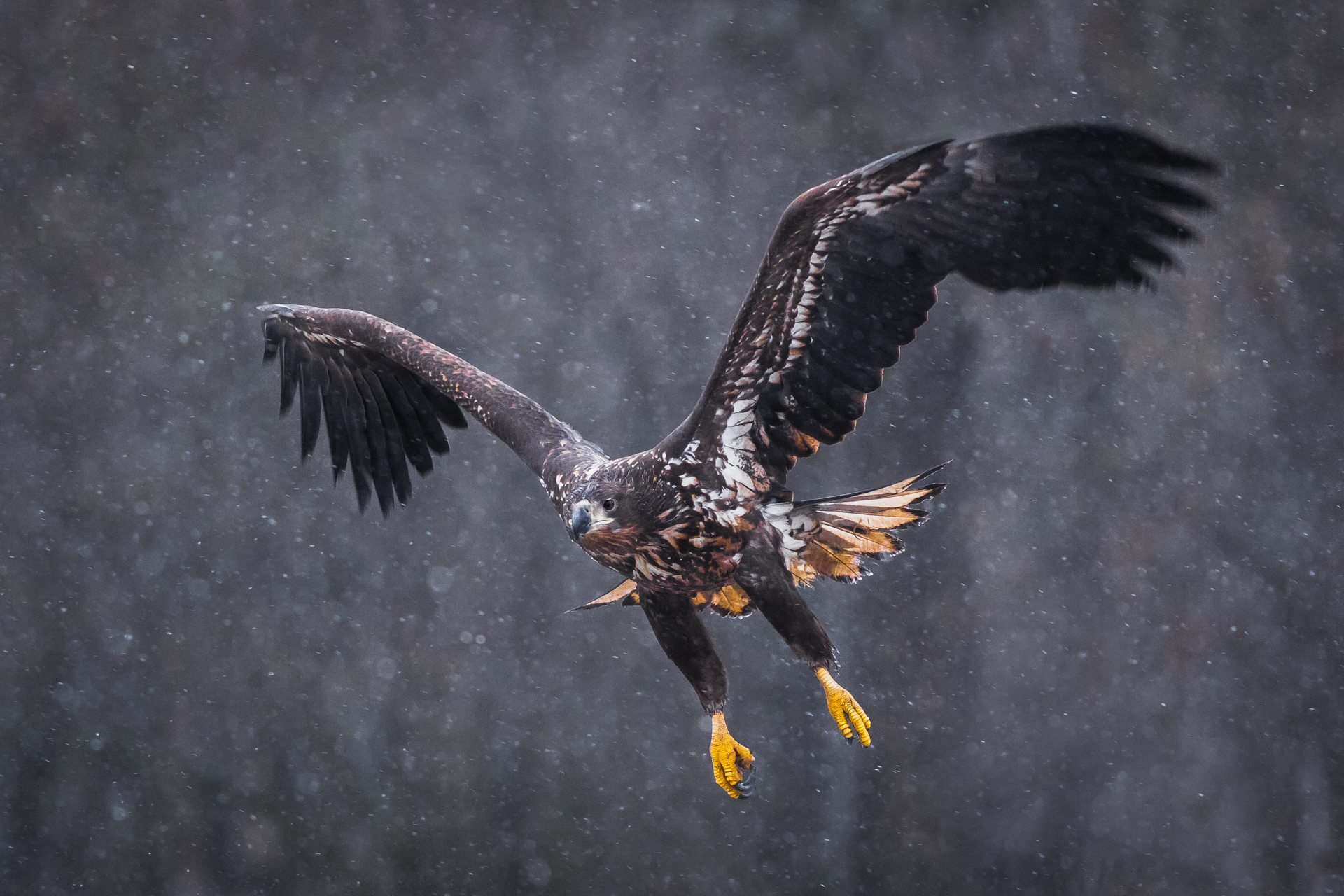 Bielik, White-tailed eagle