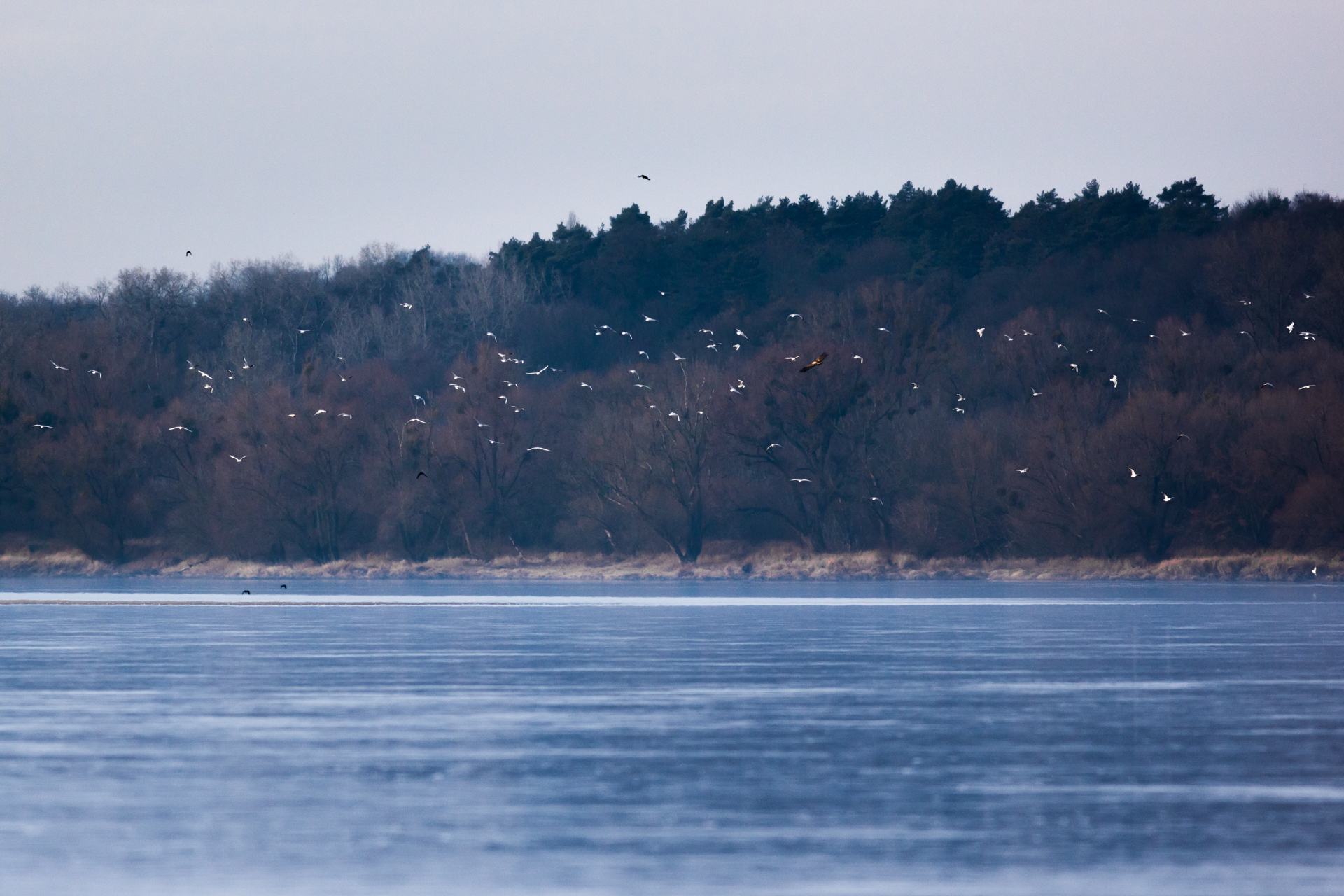 Bielik, White-tailed eagle