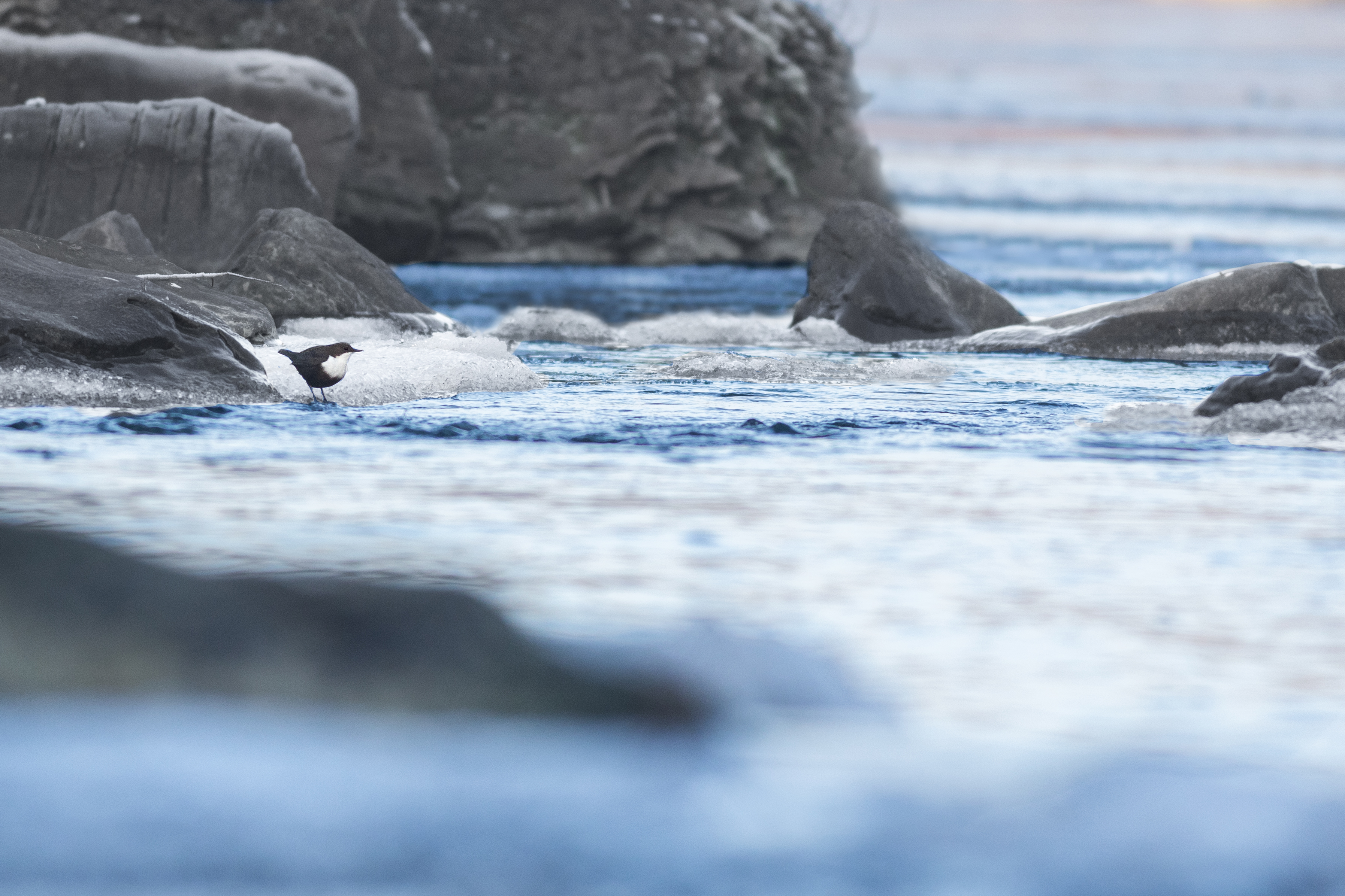 Pluszcz, White-throated dipper