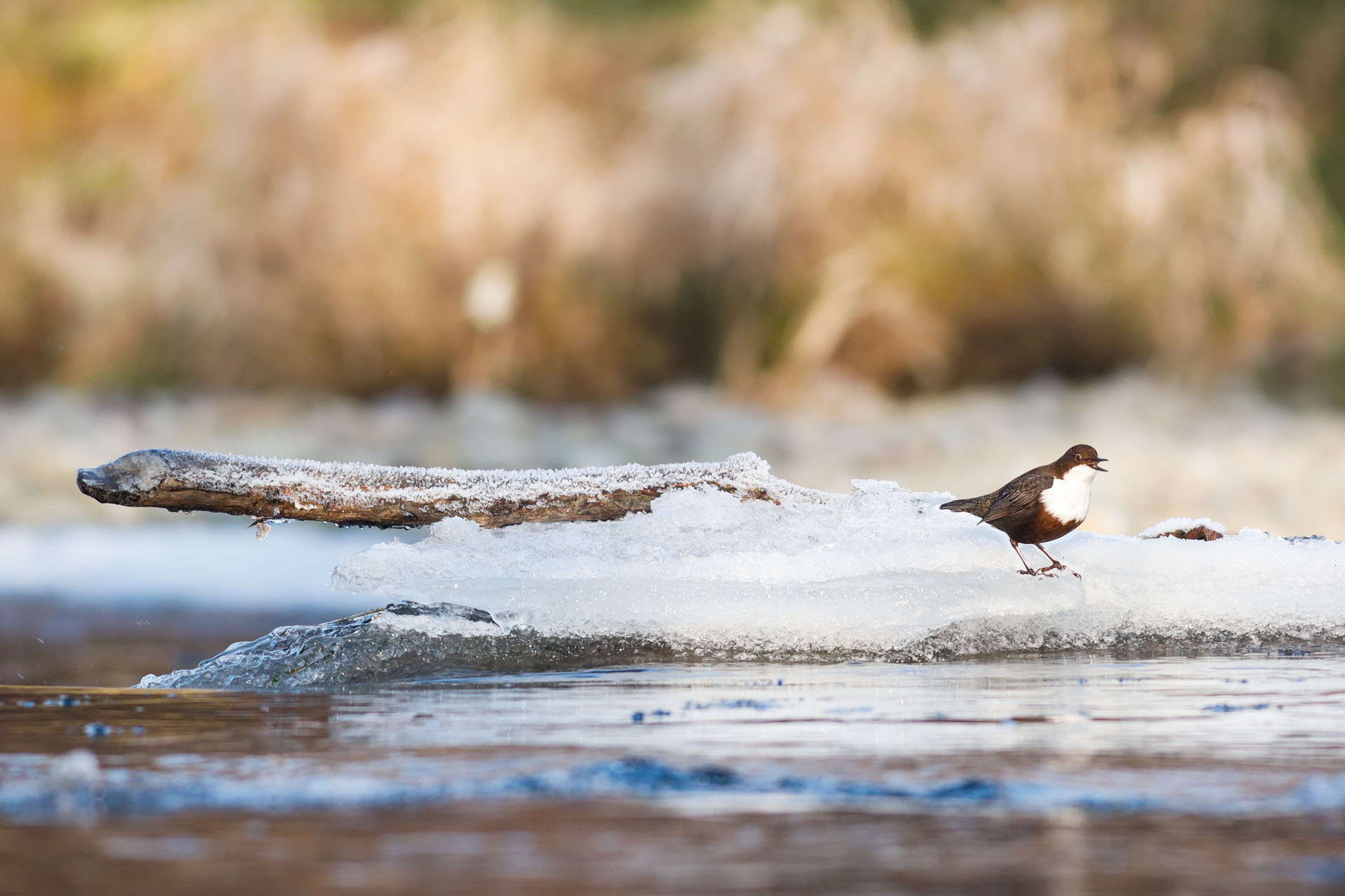 Pluszcz, White-throated dipper