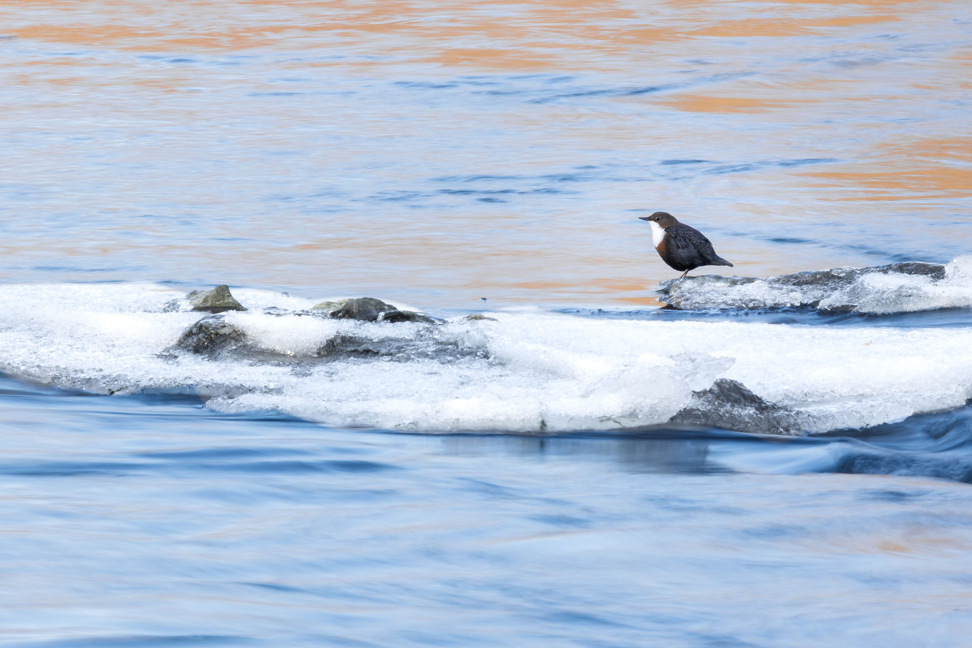 Pluszcz, White-throated dipper