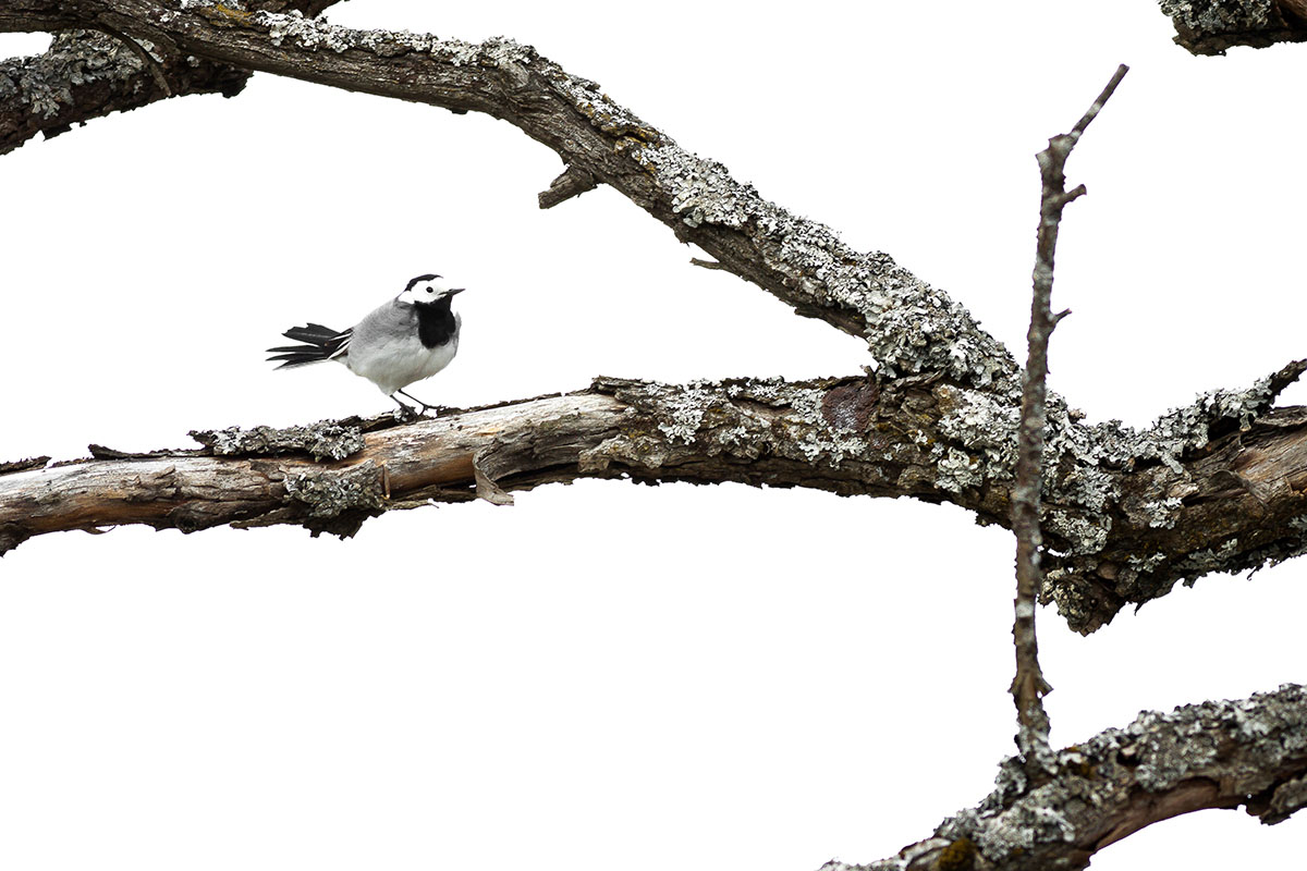 White wagtail