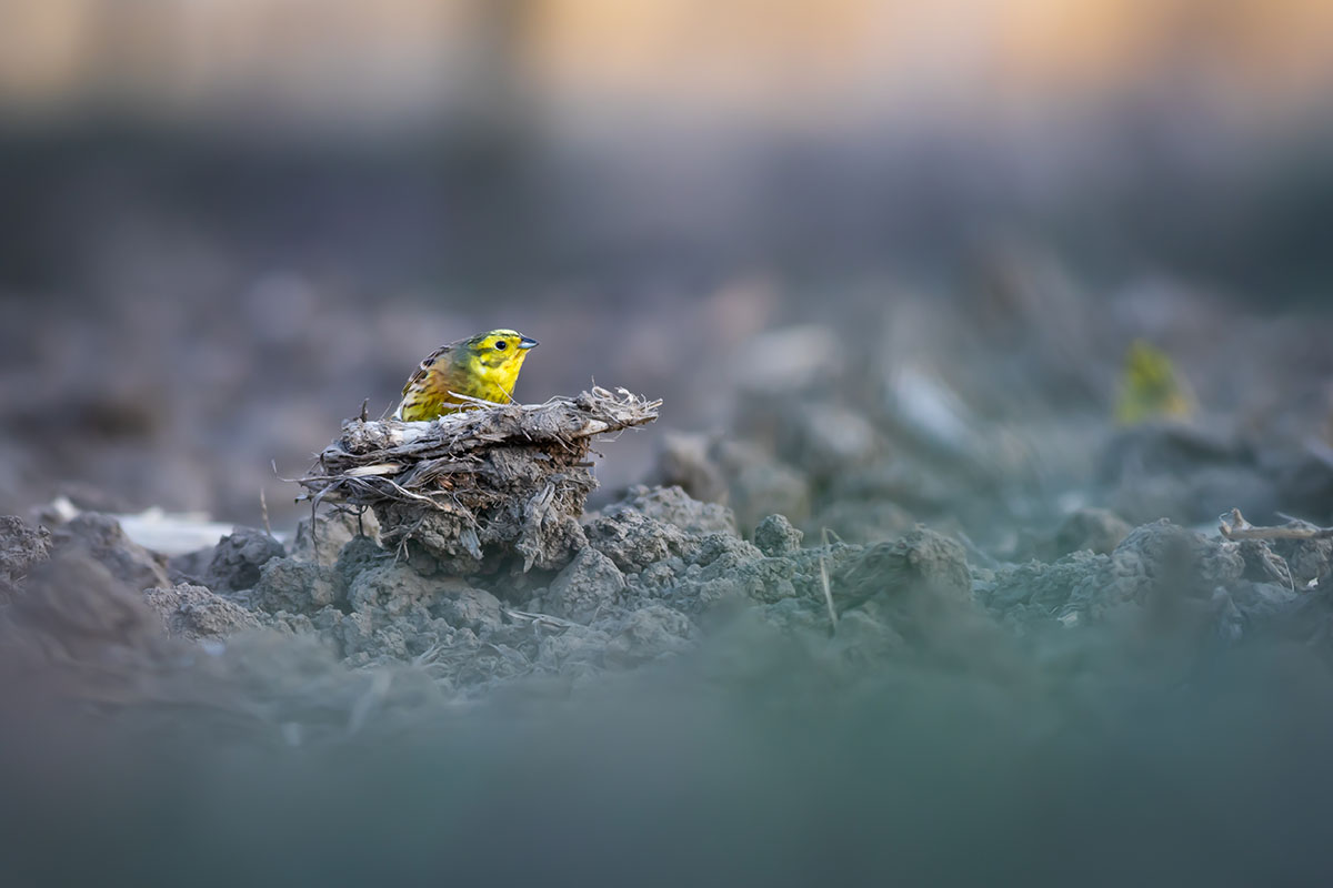 Yellowhammer