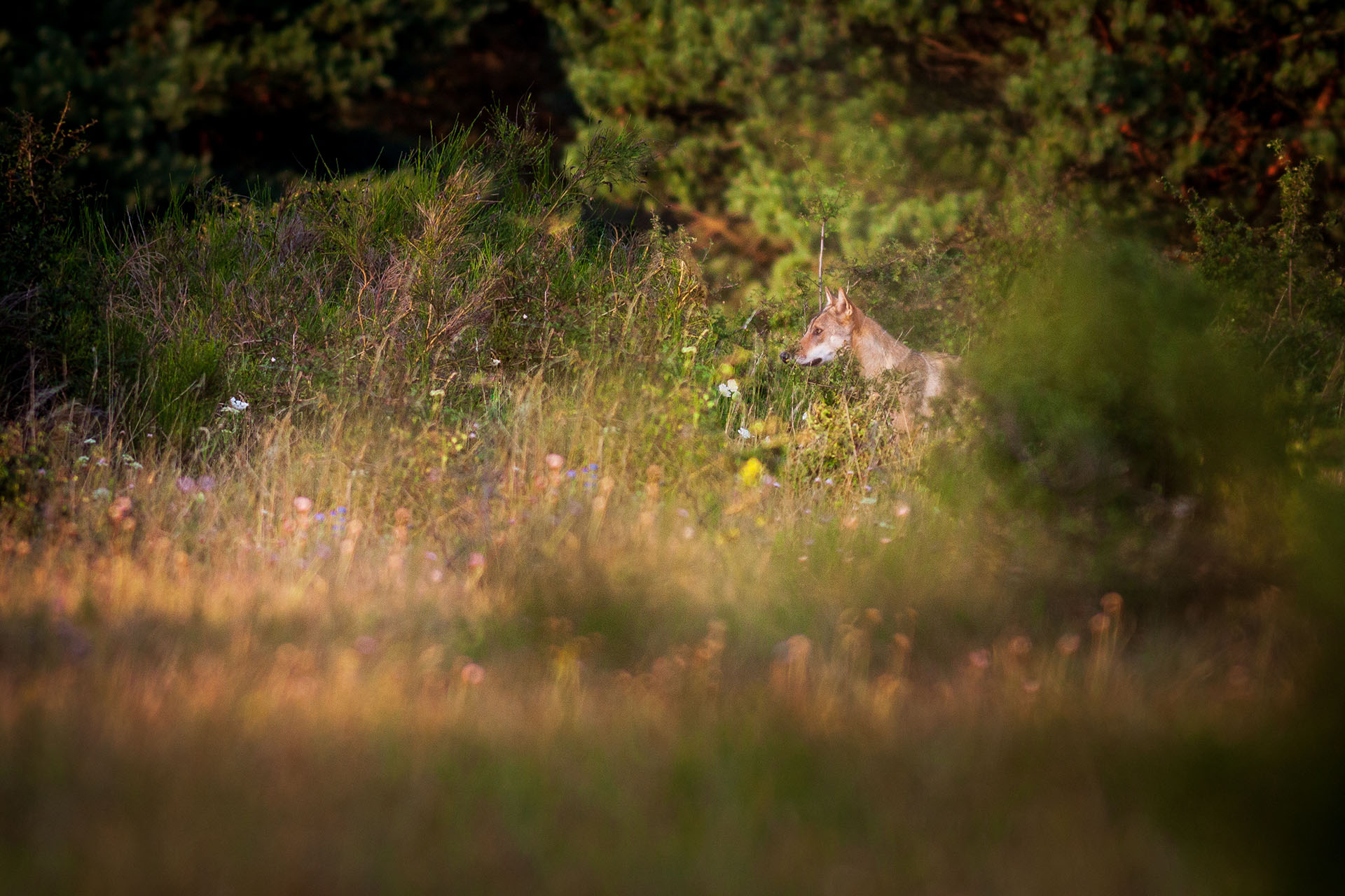 Image of grey wolf