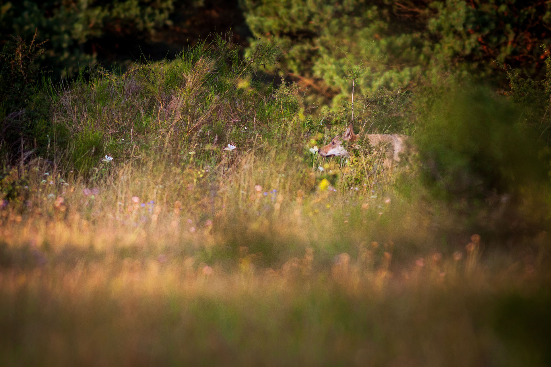 Image of grey wolf