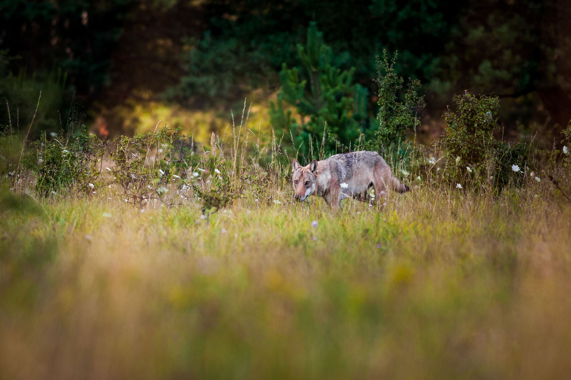 Image of grey wolf