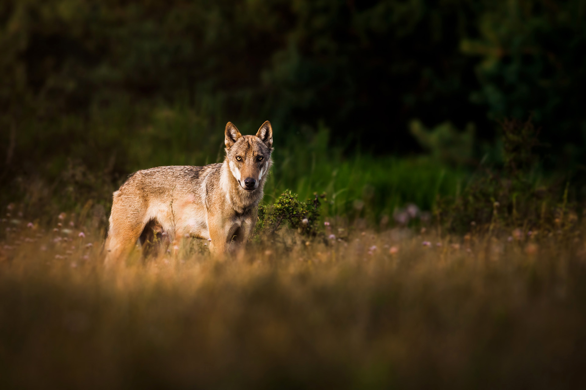 Image of a Grey wolf