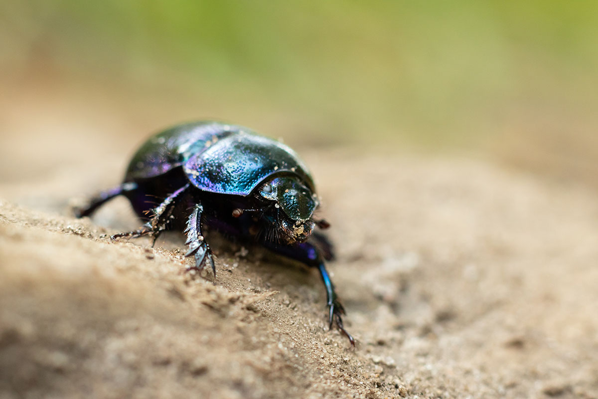 Dor beetle