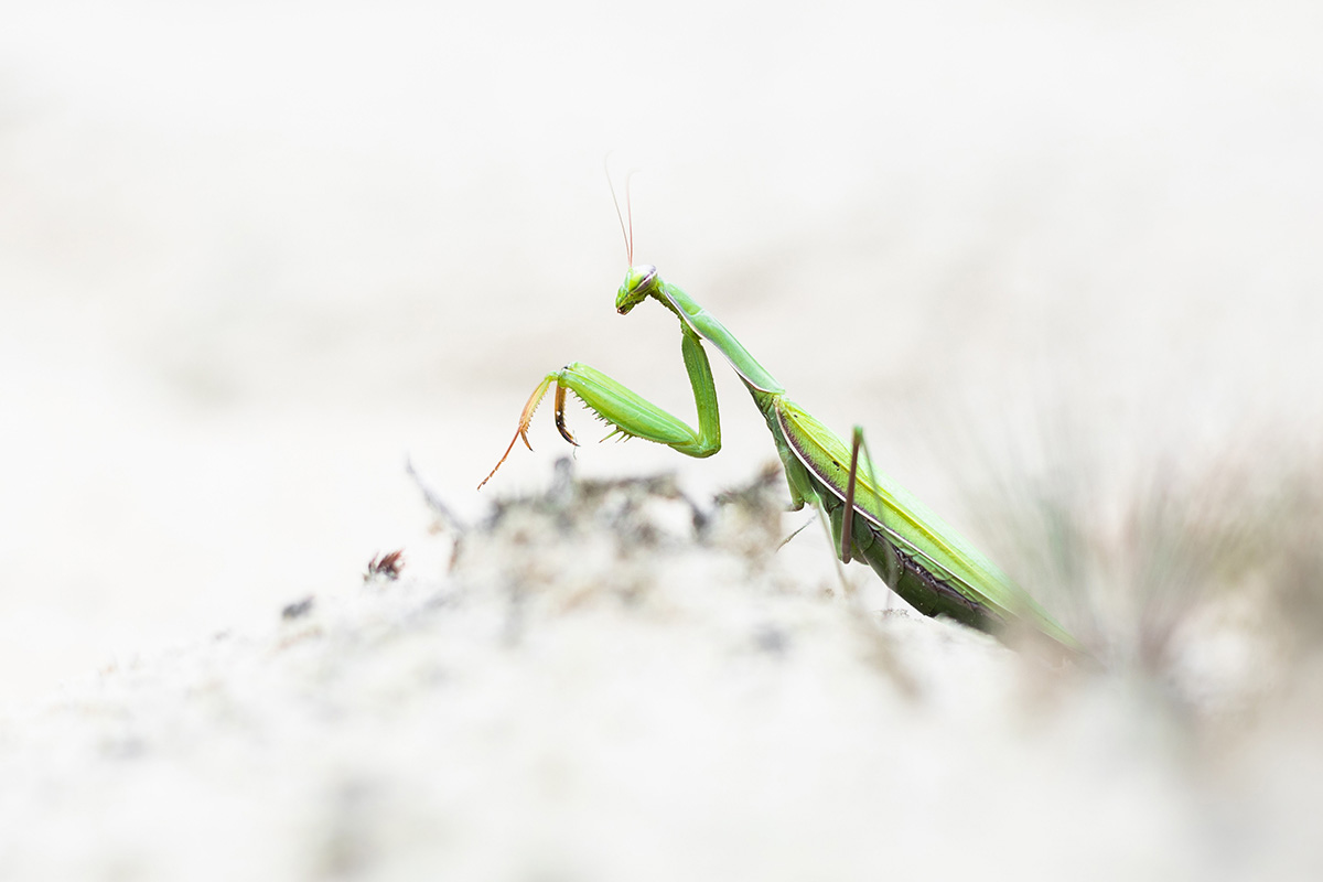 European mantis