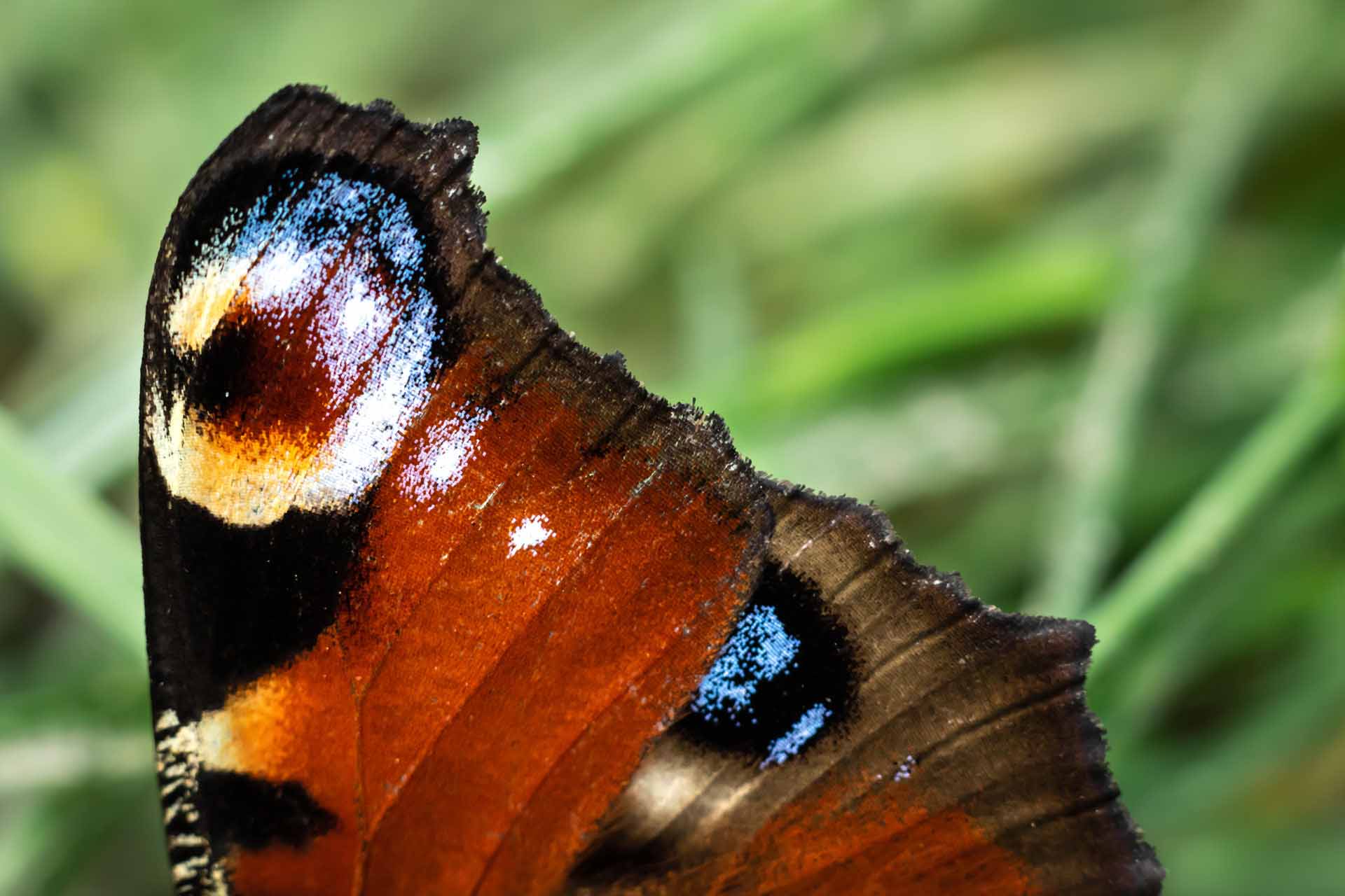 European peacock