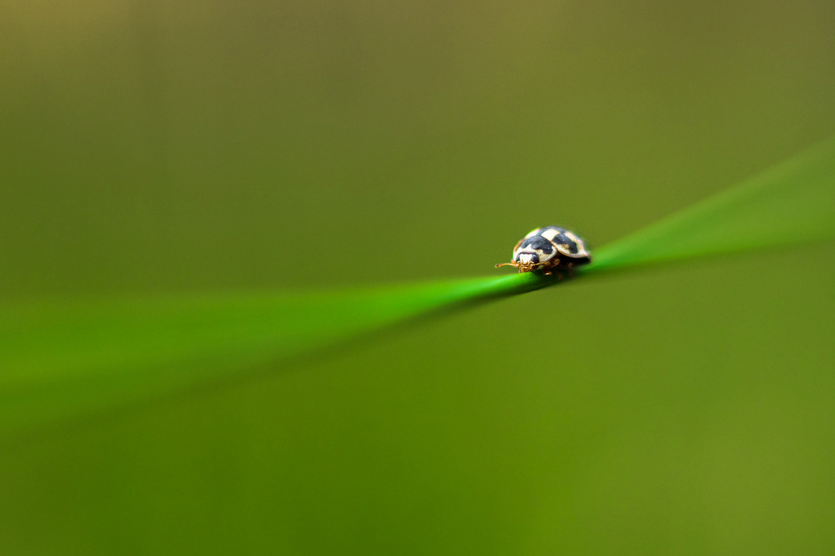 Ladybug