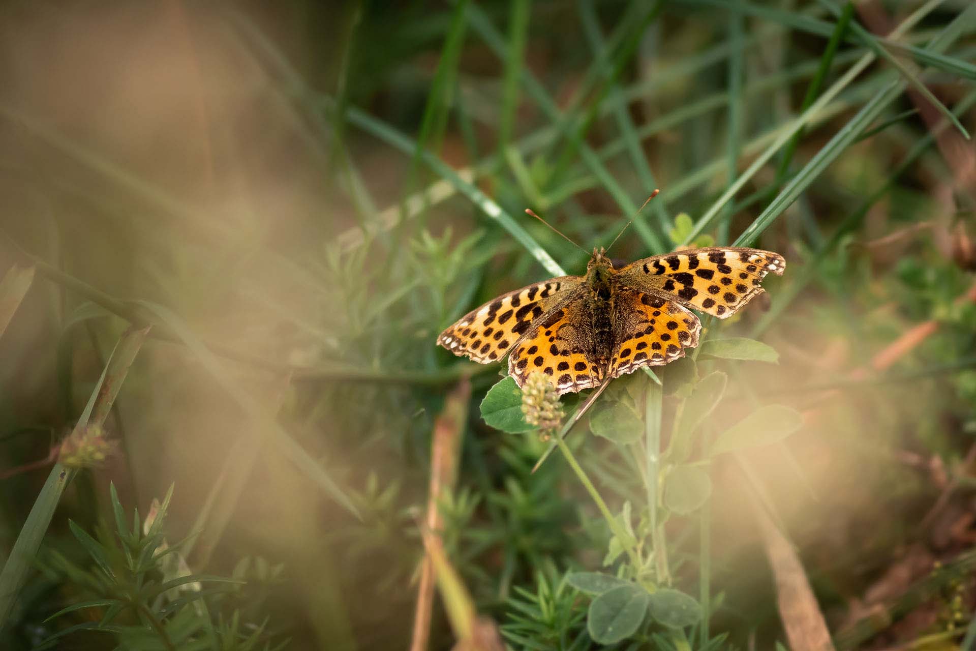 Queen of spain fritillary