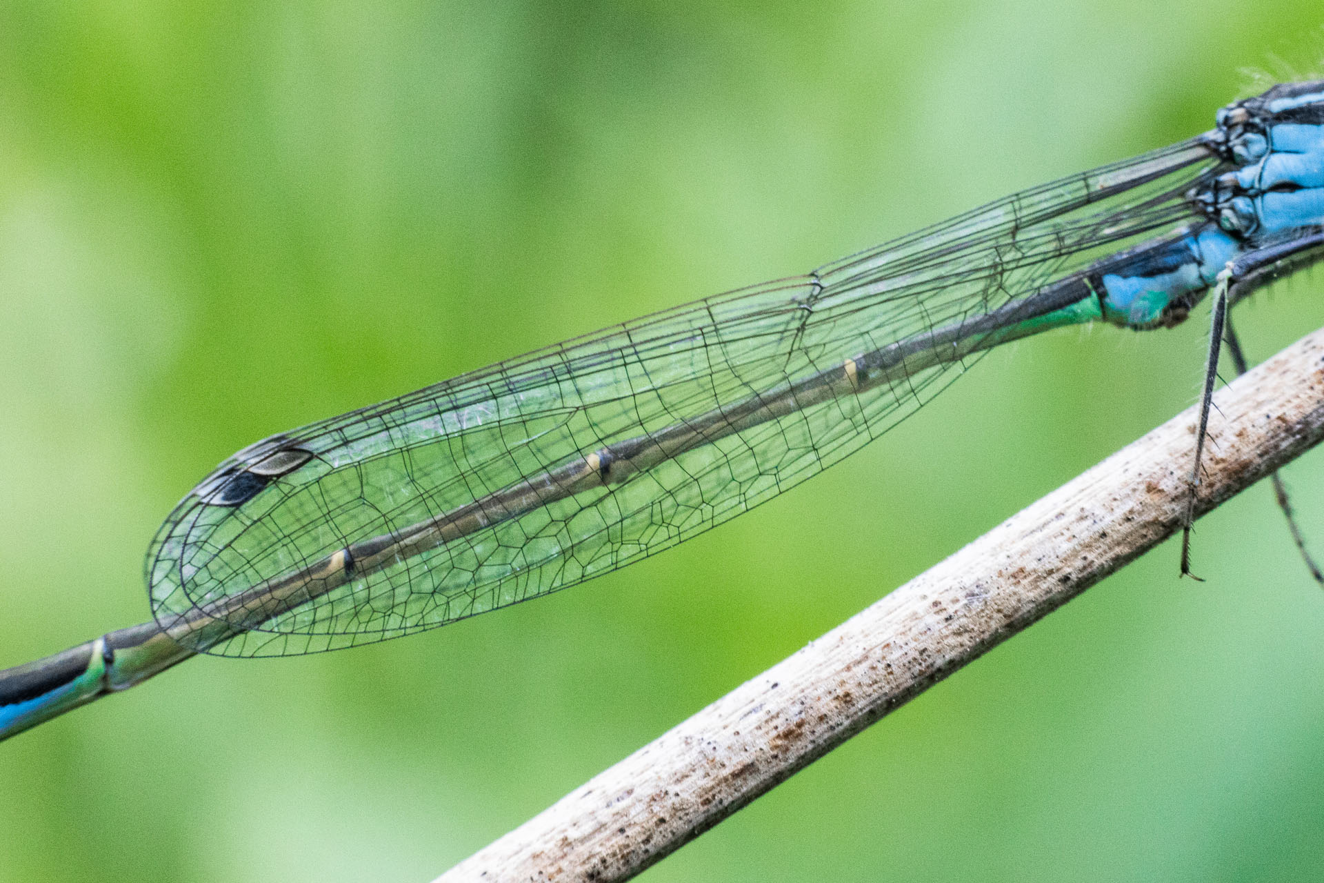 Tężnica mała, Small bluetail