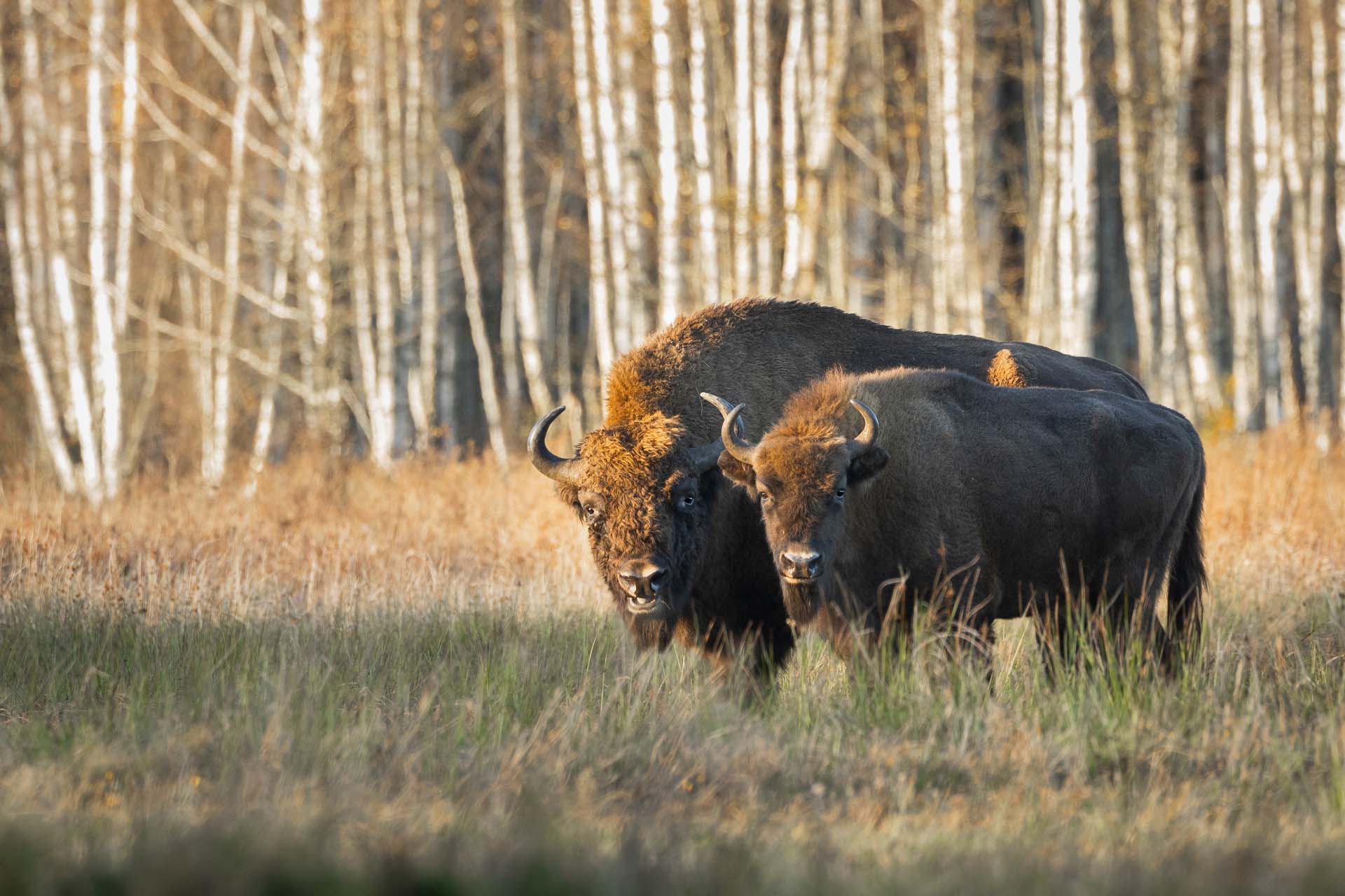 European bison