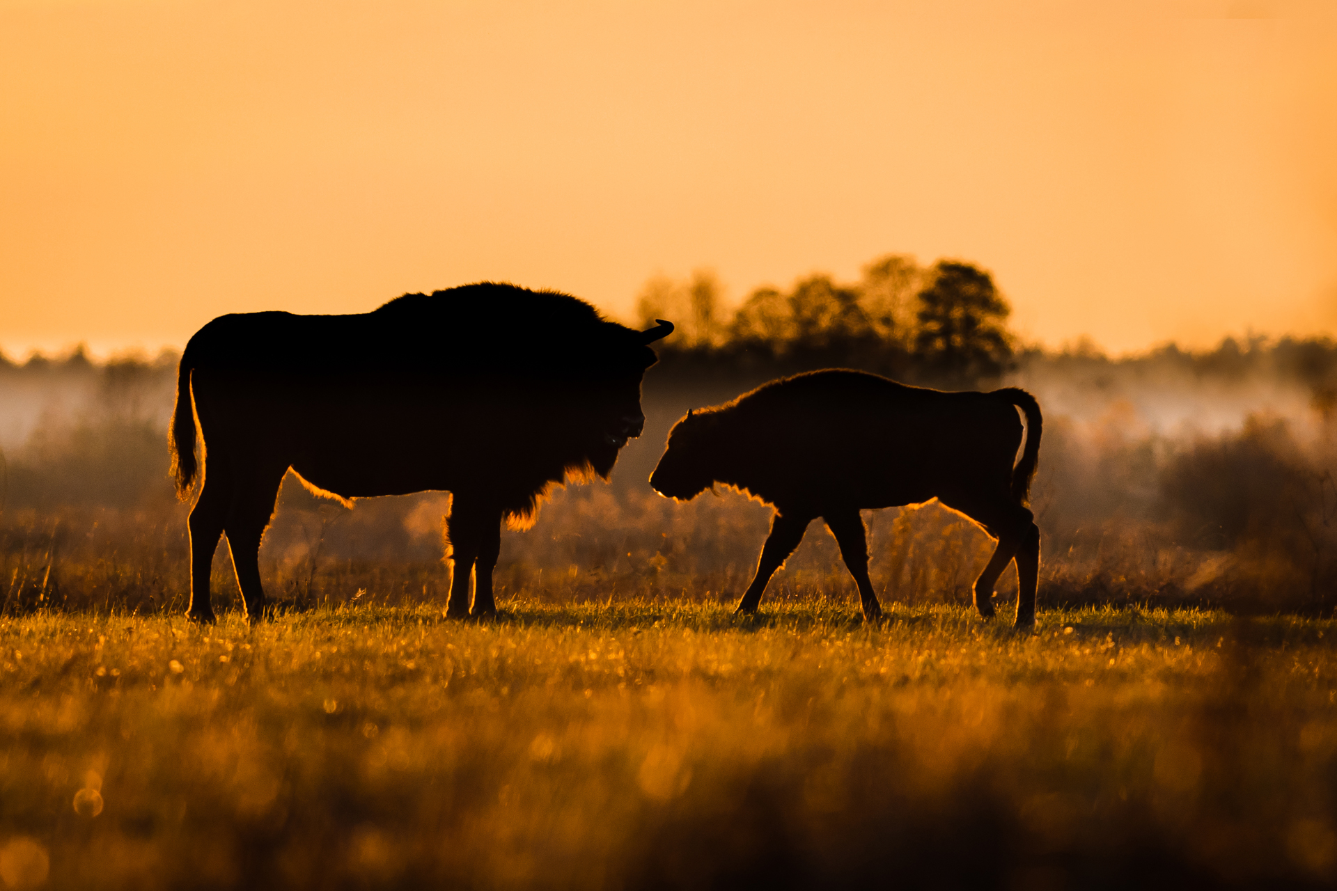 Żubr europejski, European bison