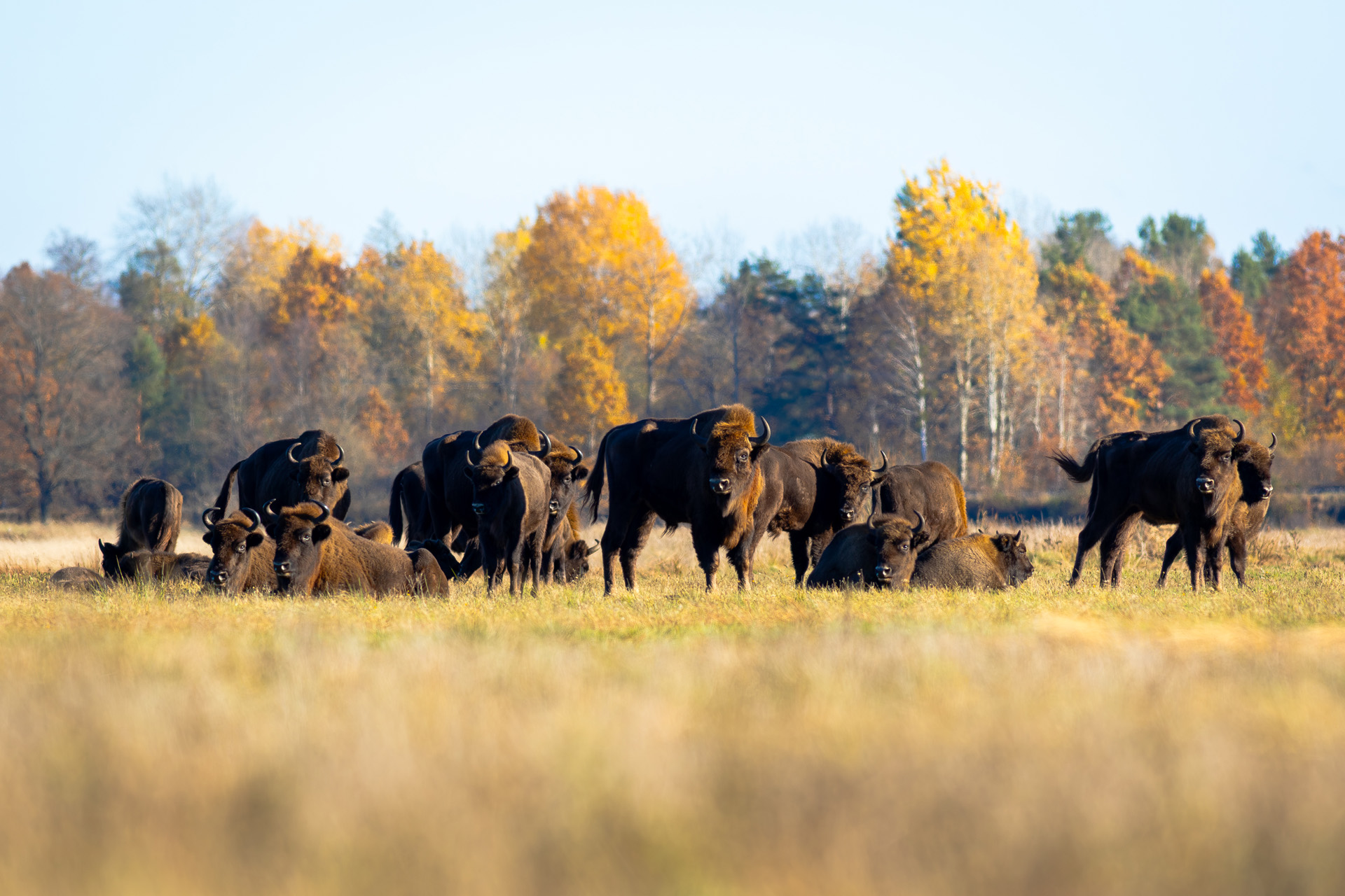 Żubr, European bison