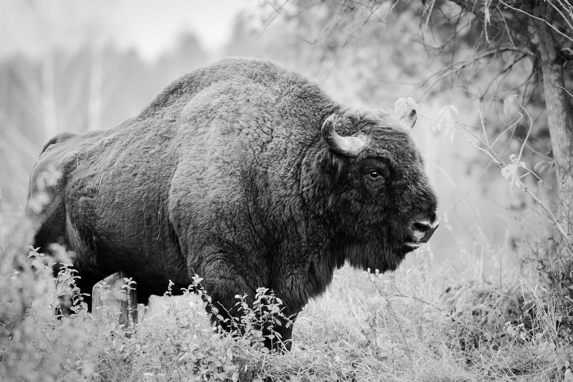 European bison