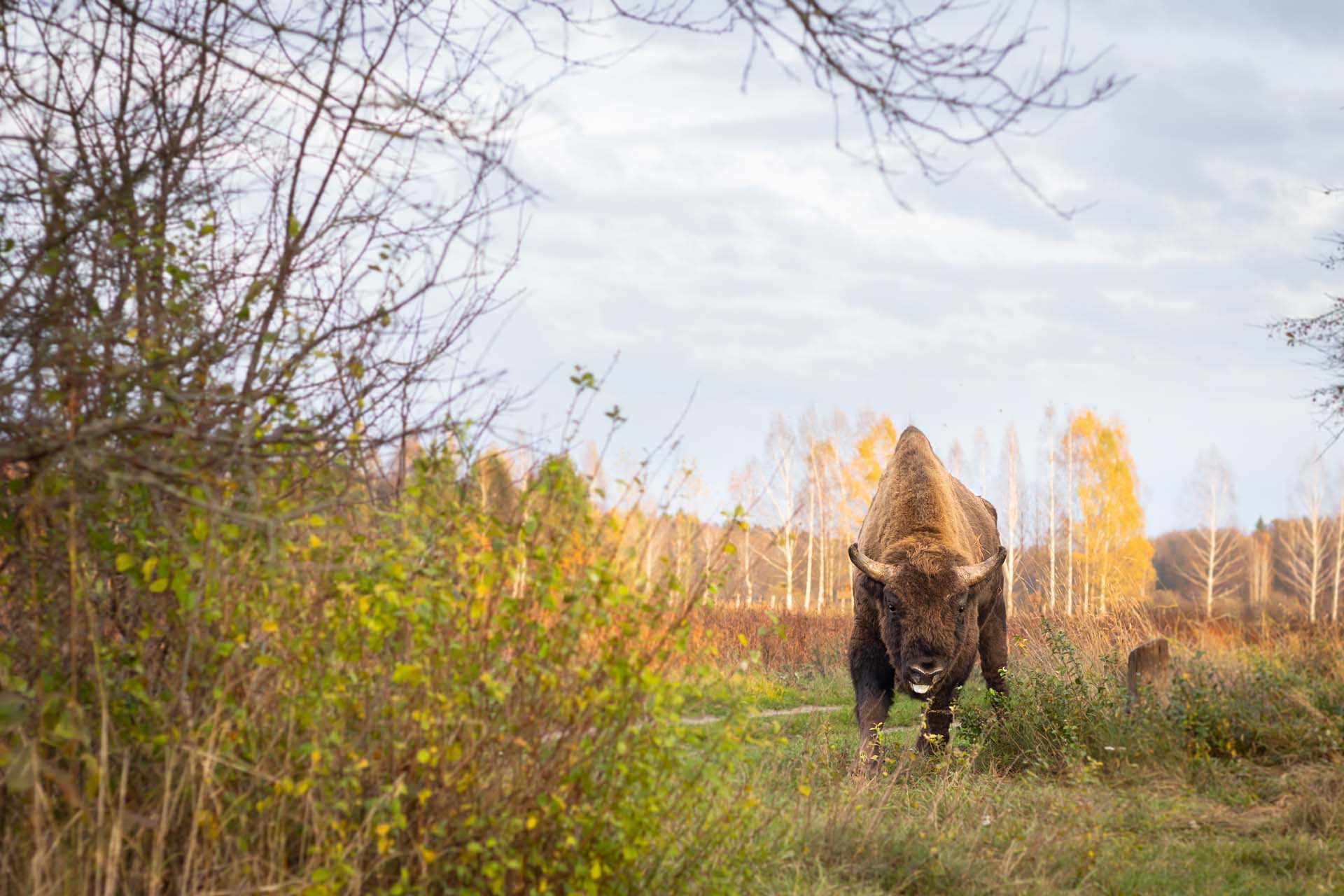 European bison