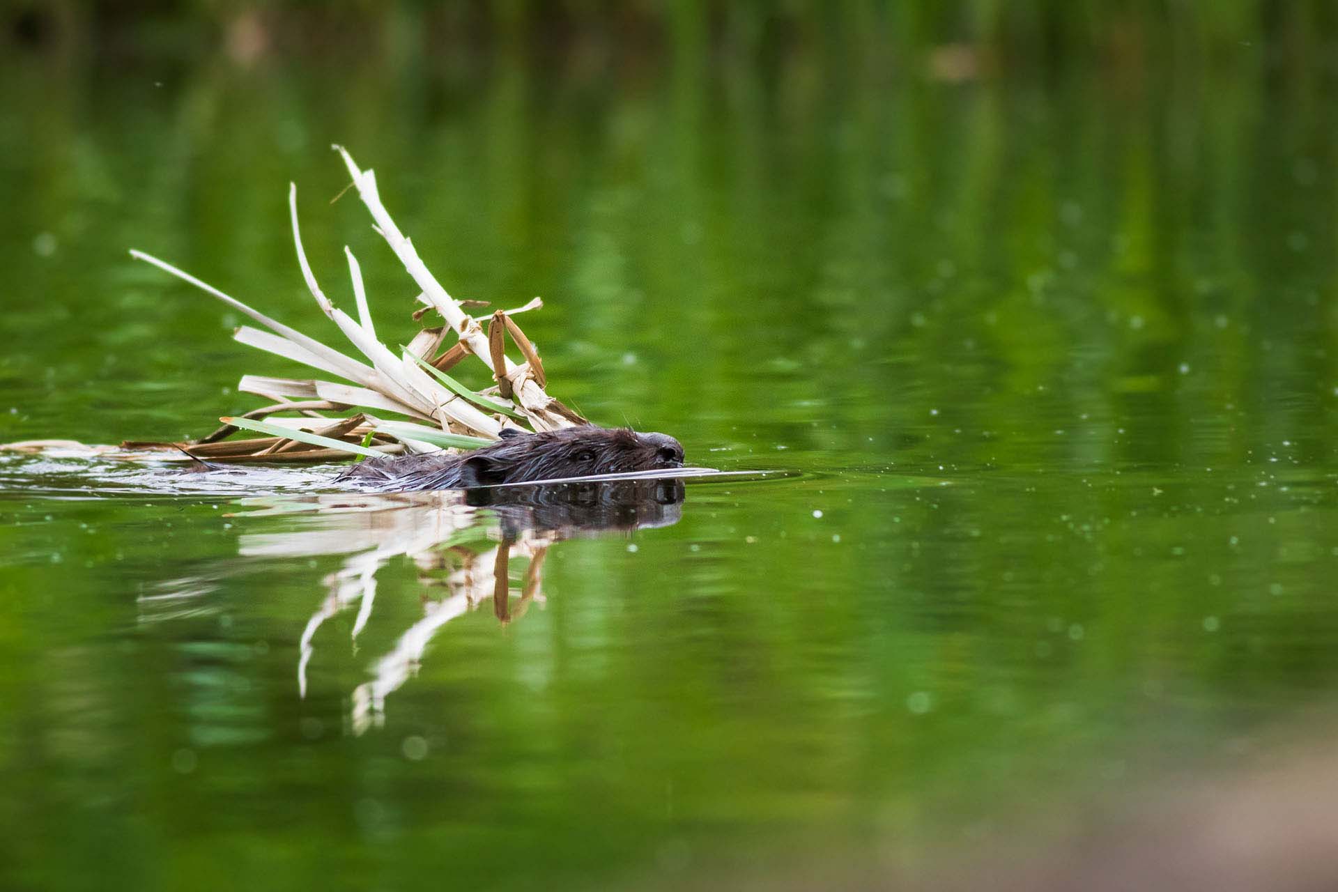 Eurasian beaver