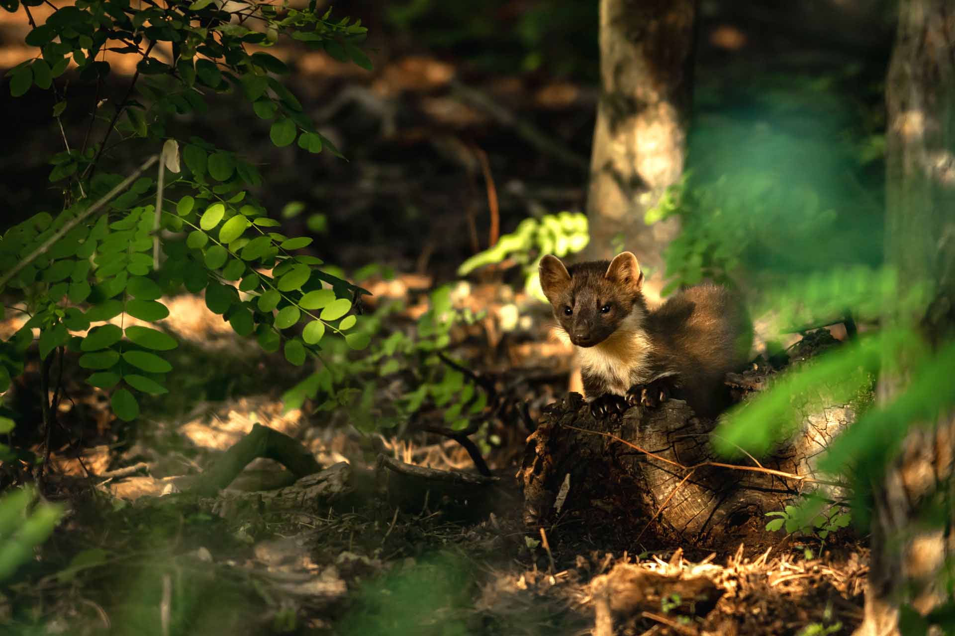 European pine marten