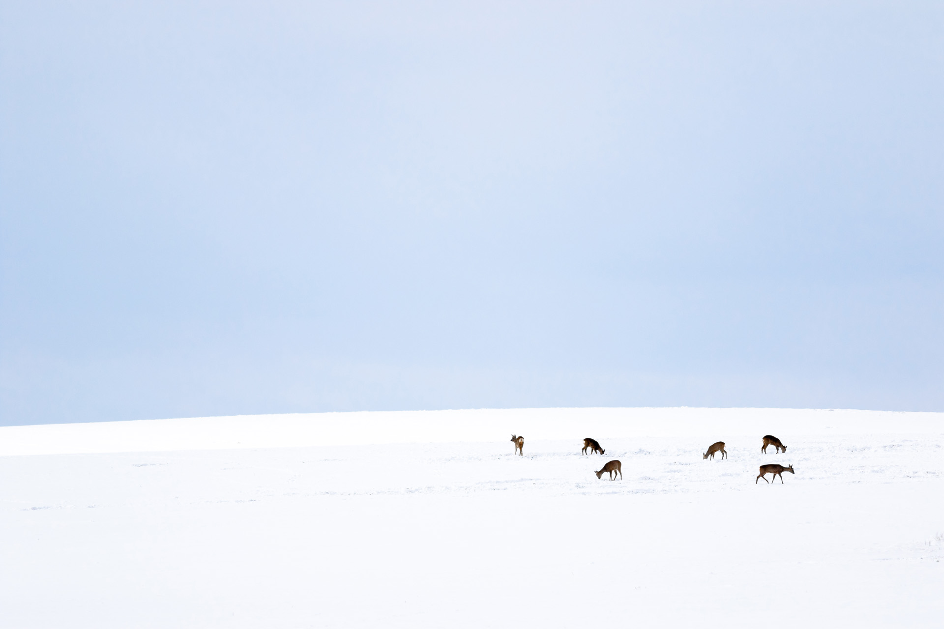 European roe deer