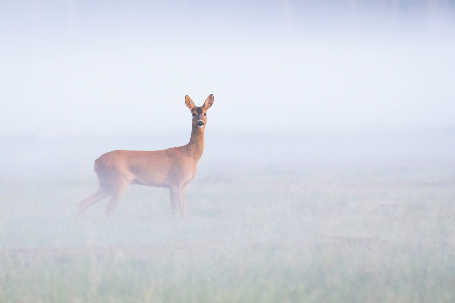 European roe deer