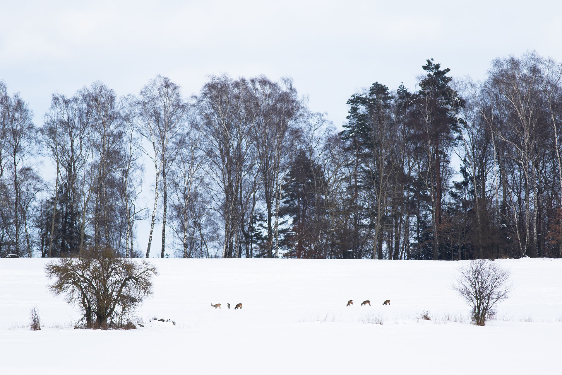 Sarna, European roe deer