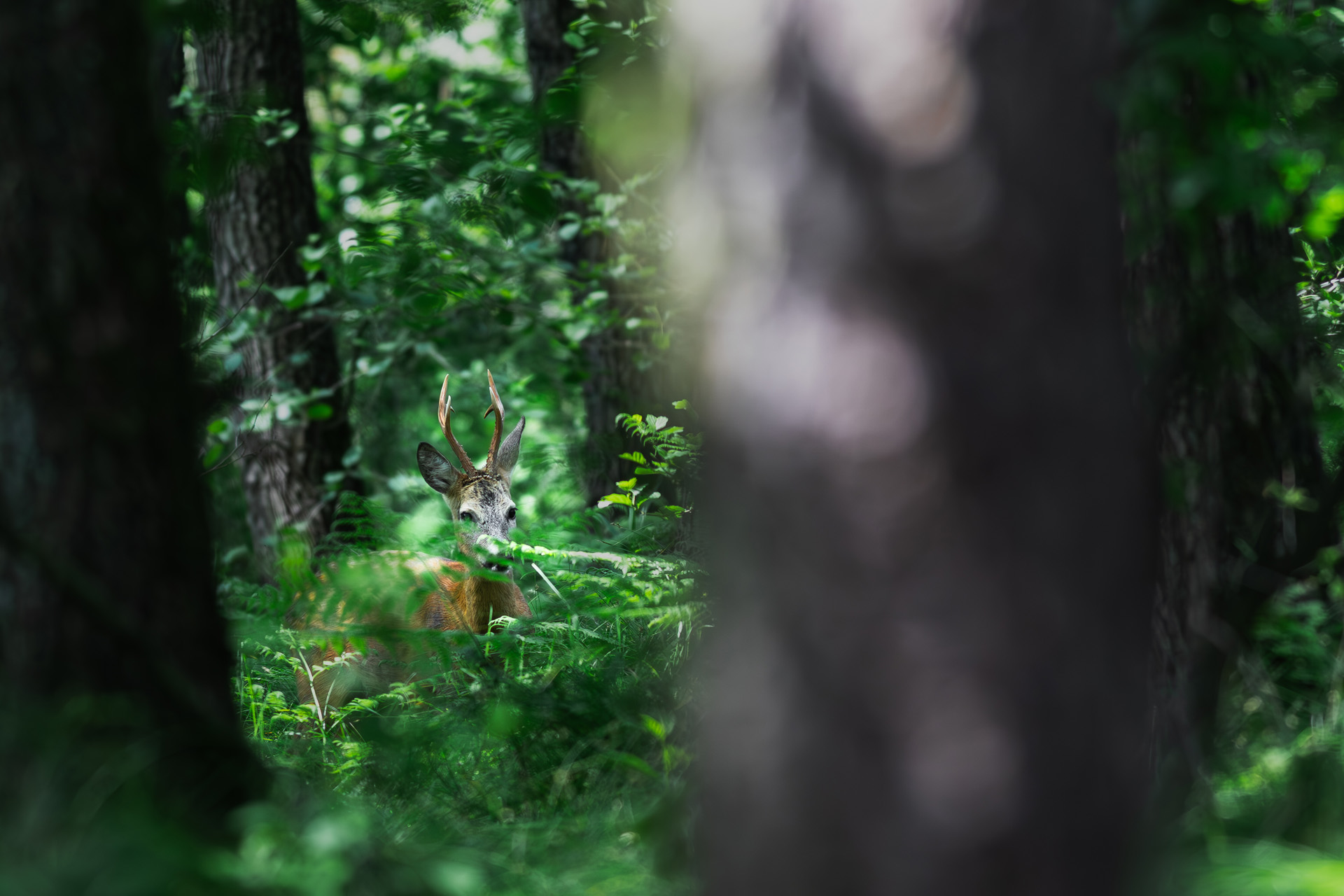 Sarna, European roe deer