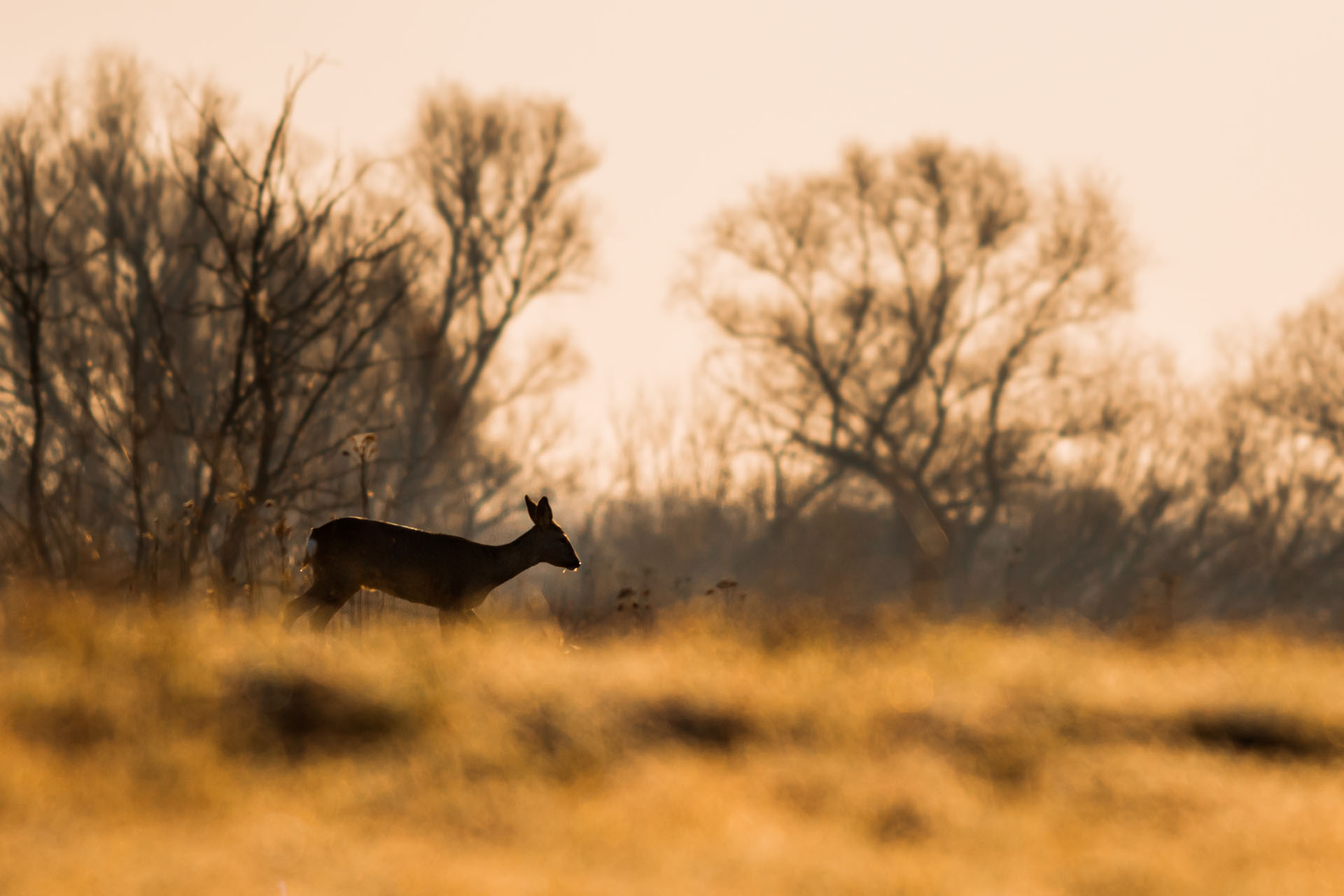 European roe deer