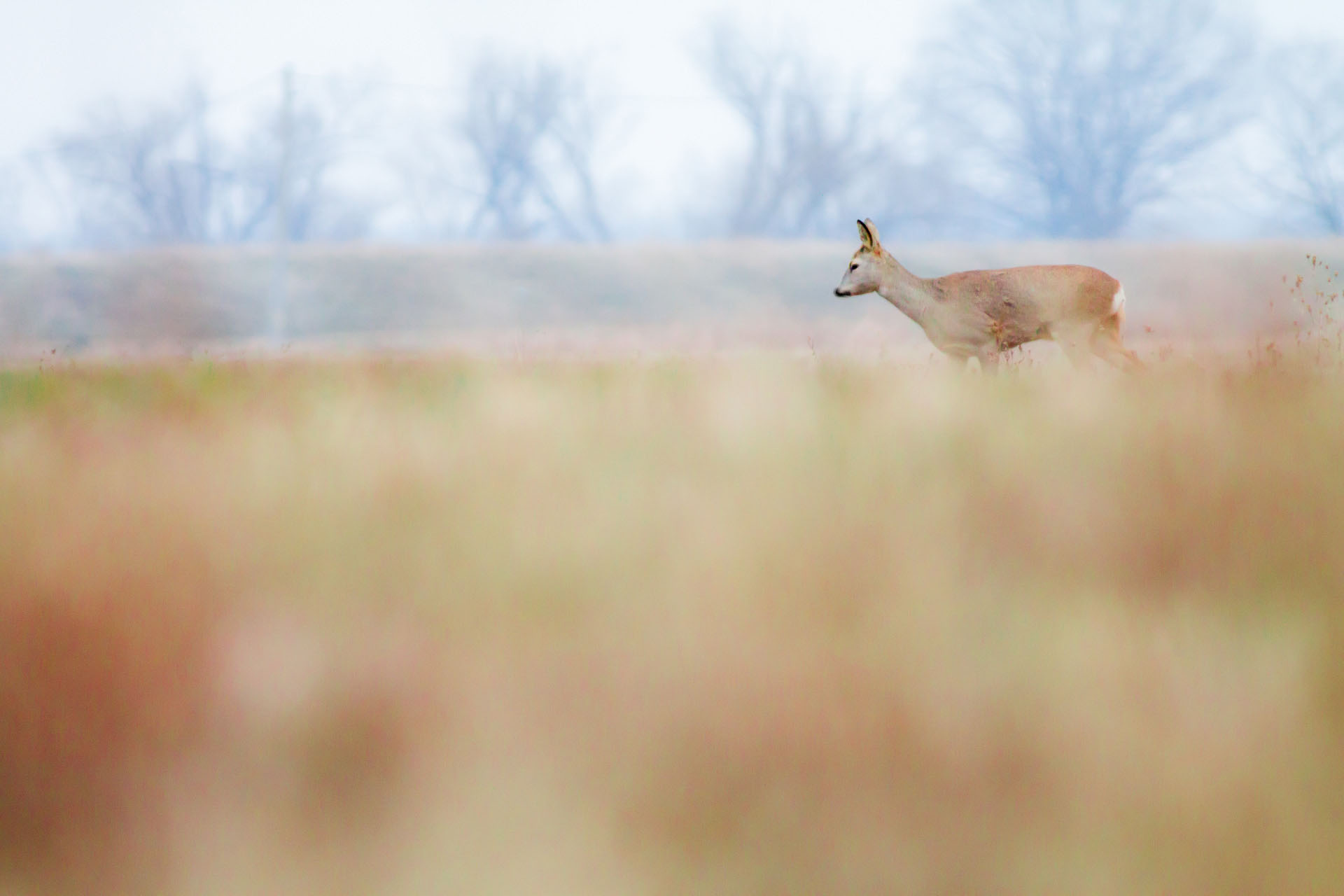 European roe deer