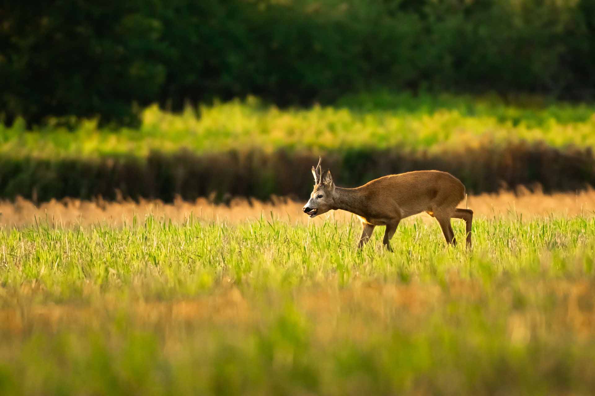 European roe deer